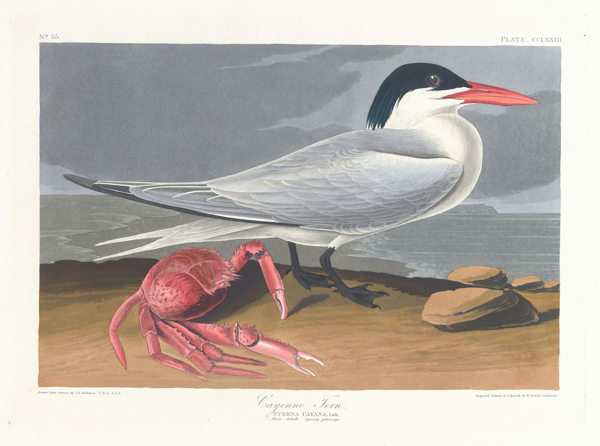 Cayenne tern (1827–1838)
