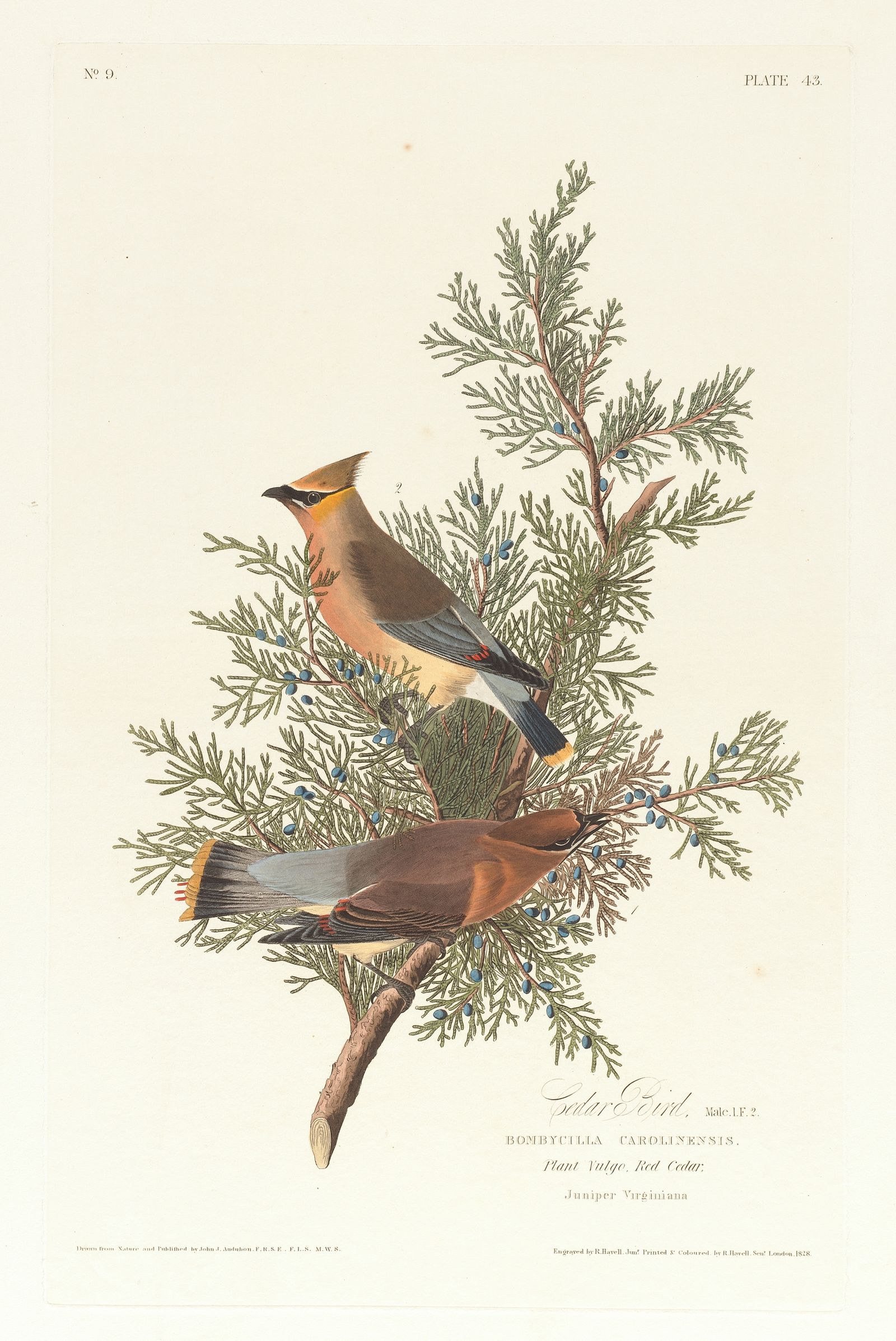 Cedar bird (1827–1838)