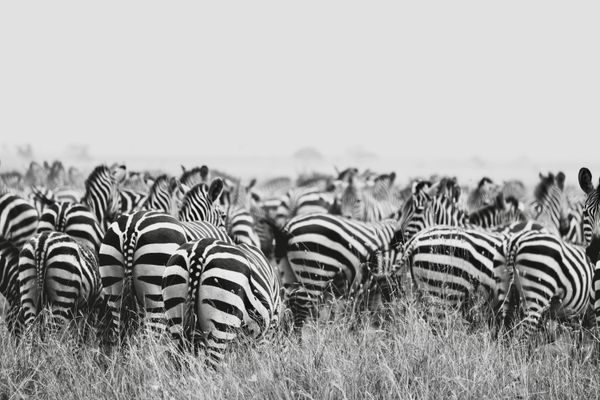 Zebra