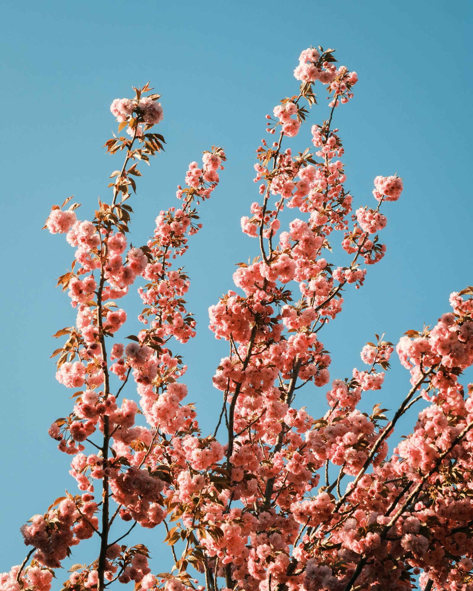 Cherry Blossoms in Cape May