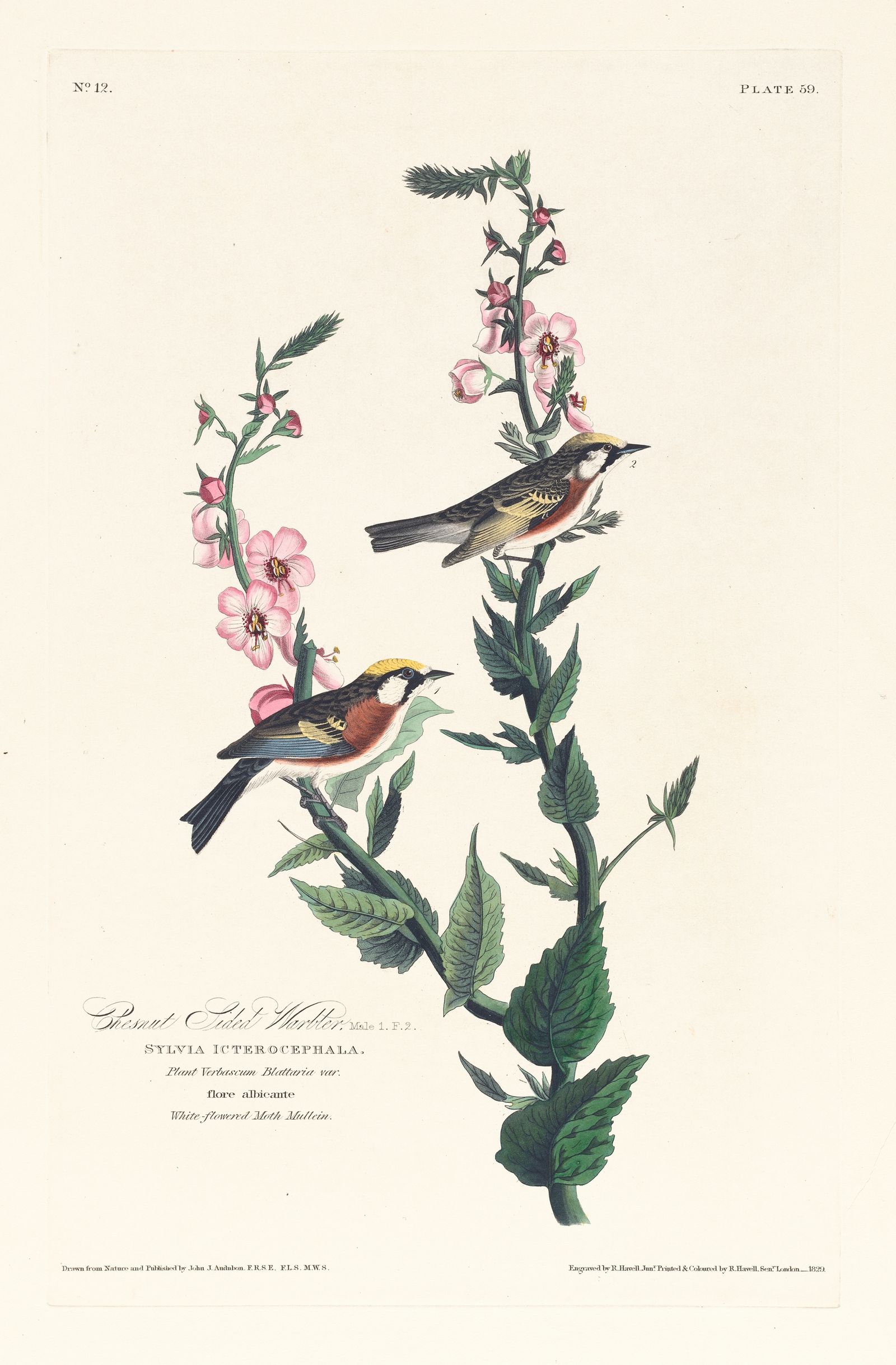 Chestnut sided warbler (1827–1838)