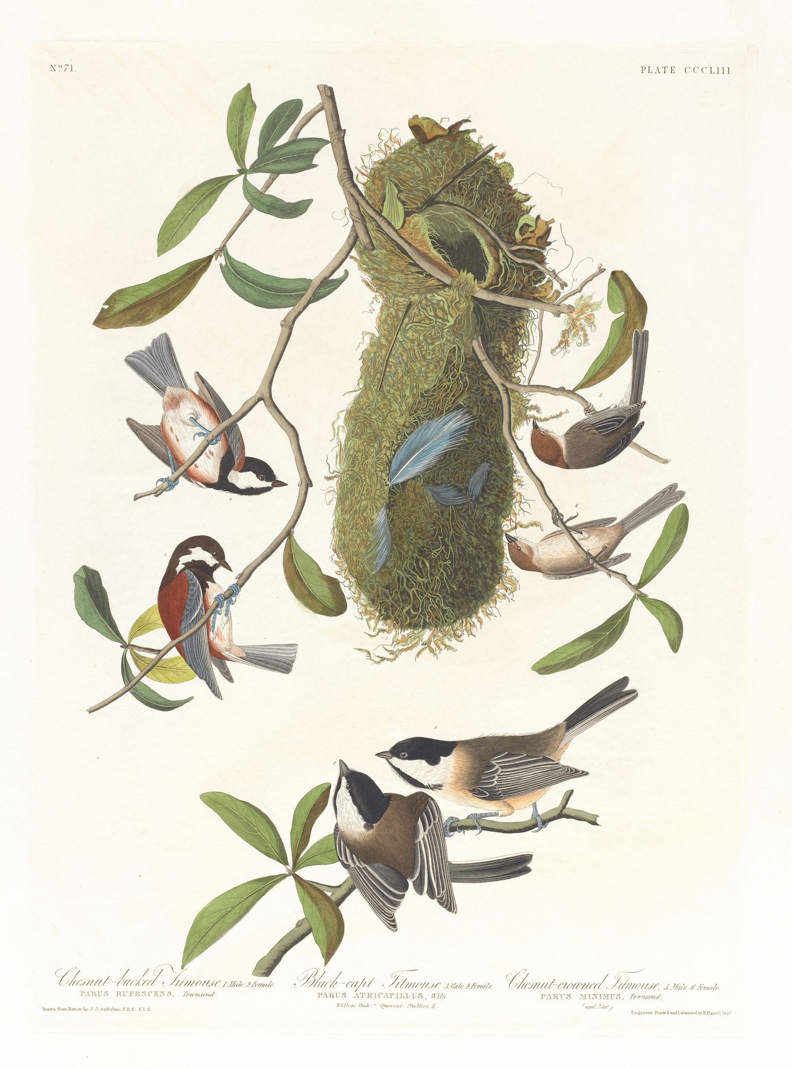 Chestnut-backed titmouse. Black-capt titmouse. Chestnut-crowed titmouse (1827–1838)