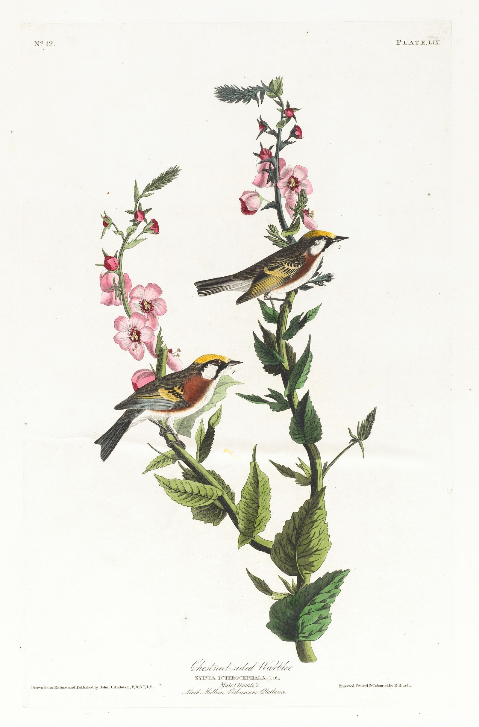 Chestnut-sided warbler (1827–1838)