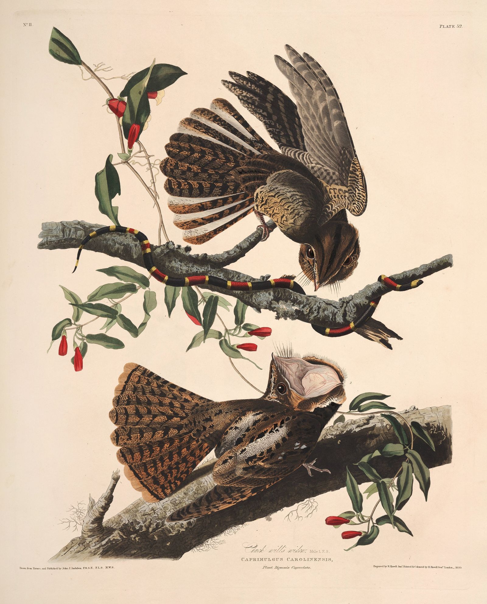 Chuck-will’s Widow (1827-1838)