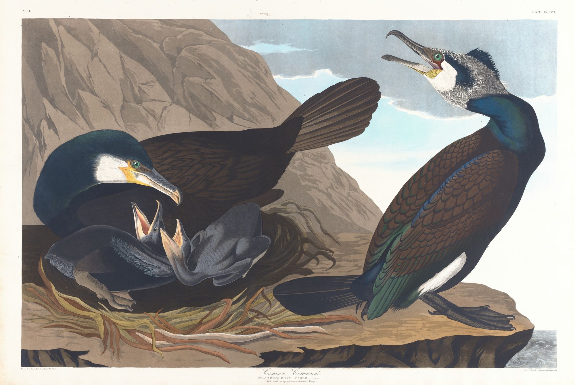 Common cormorant (1827–1838)