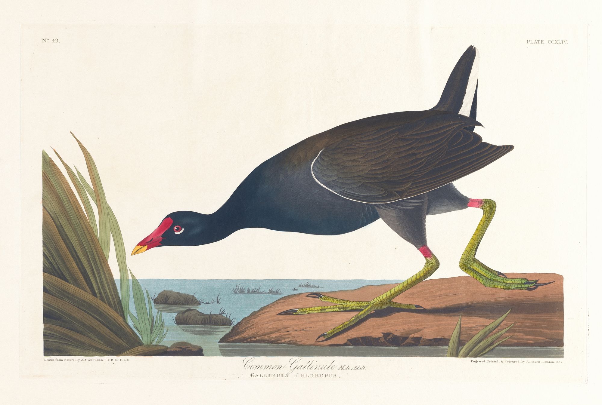 Common gallinule, male, adult (1827–1838)