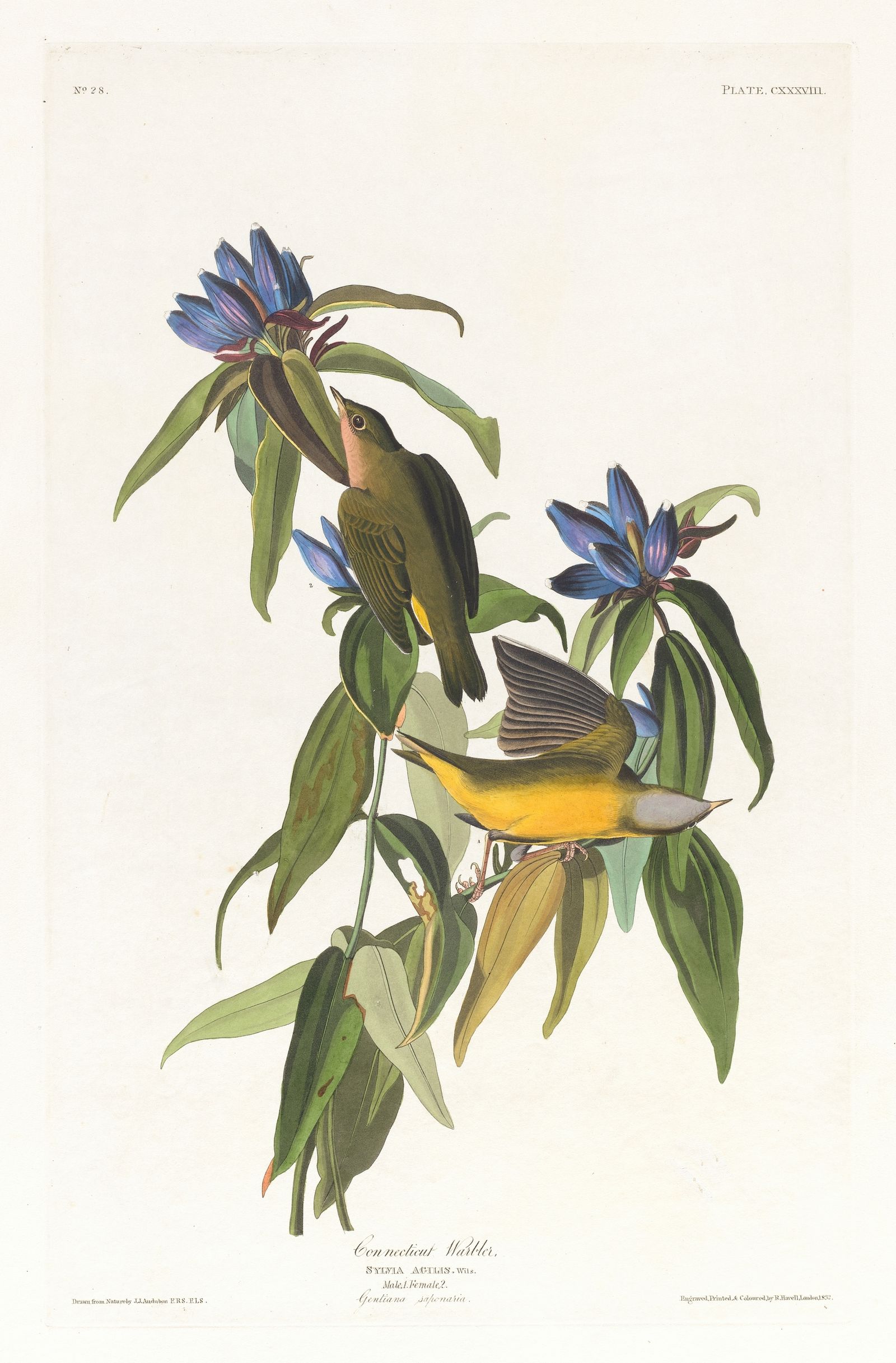 Connecticut warbler (1827–1838)