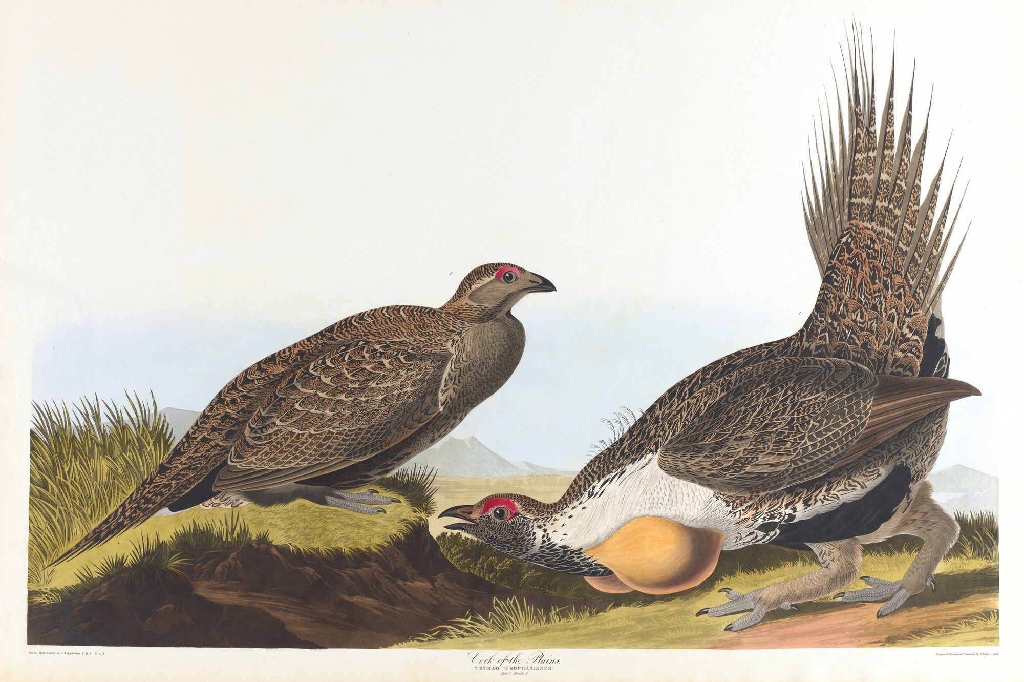 Cock of the plains (1827–1838)
