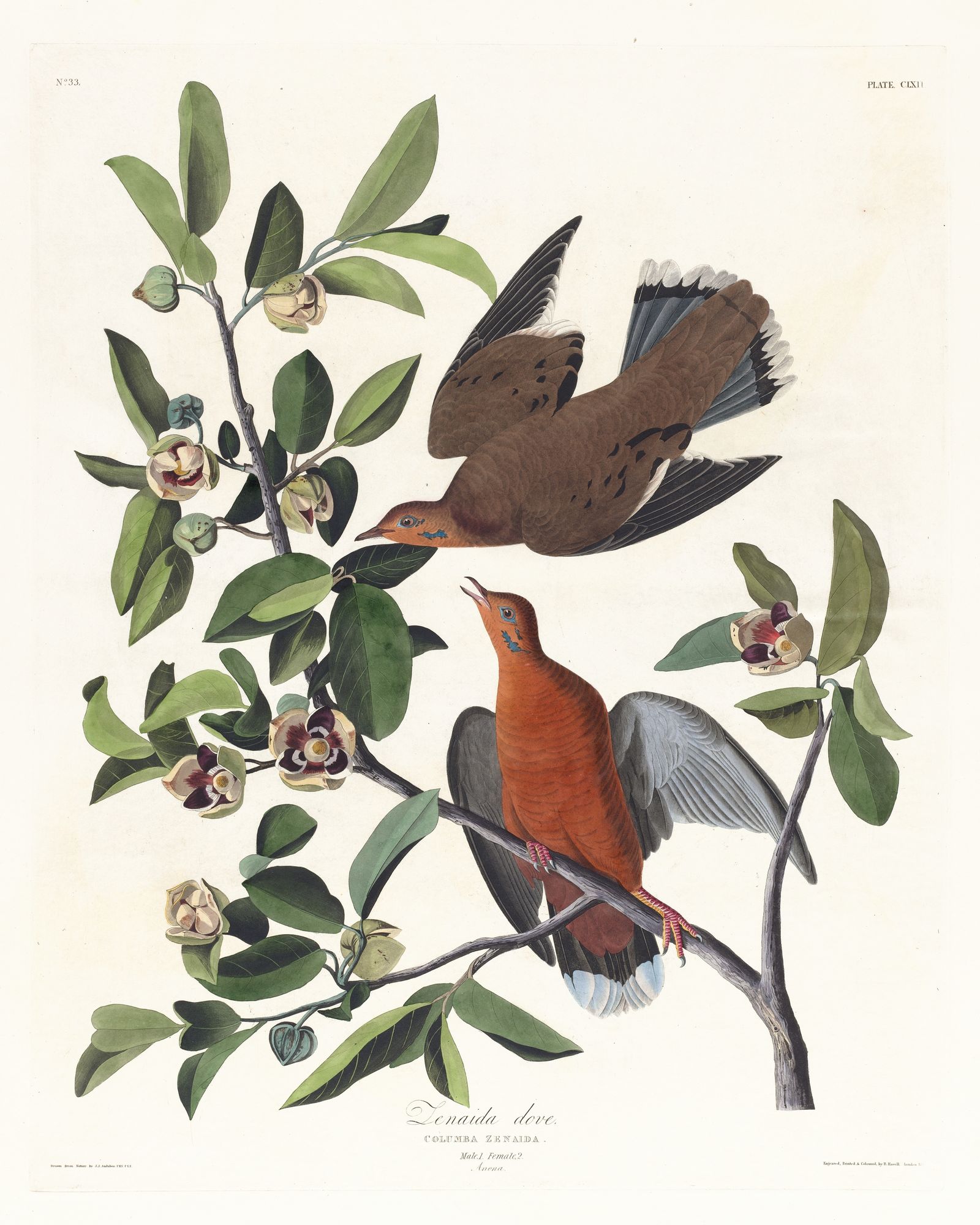 Columba zenaida (1827–1838)