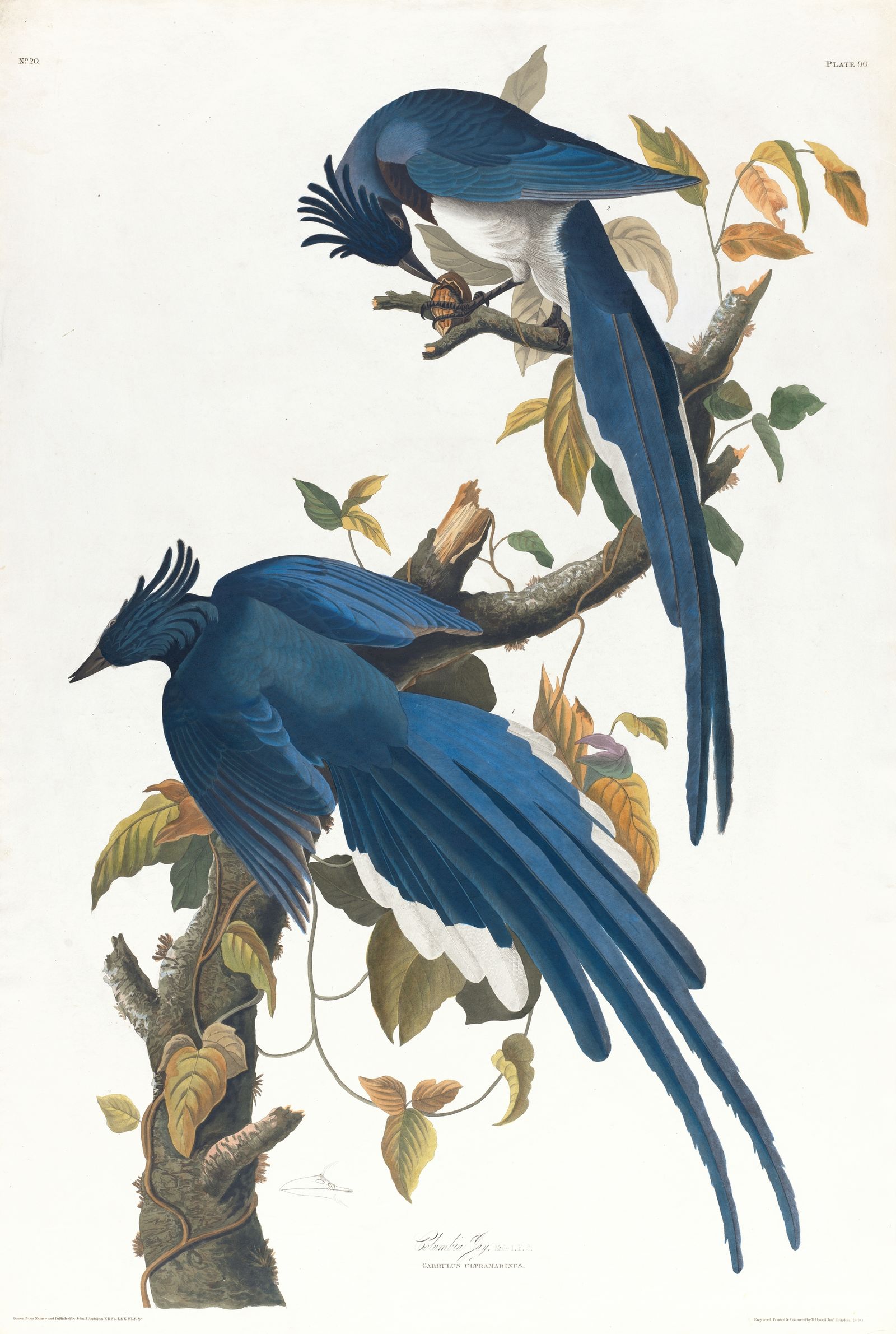Columbia jay (1827–1838)