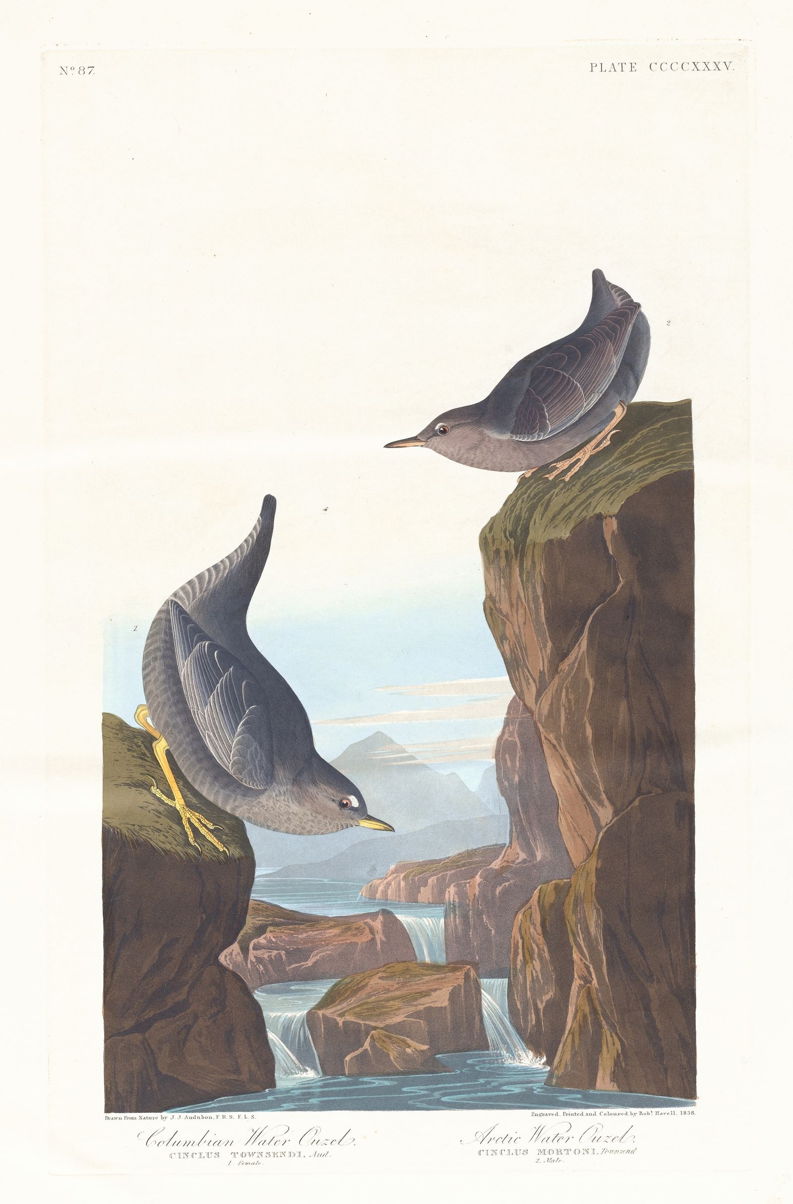 Columbian water ouzel (1827–1838)