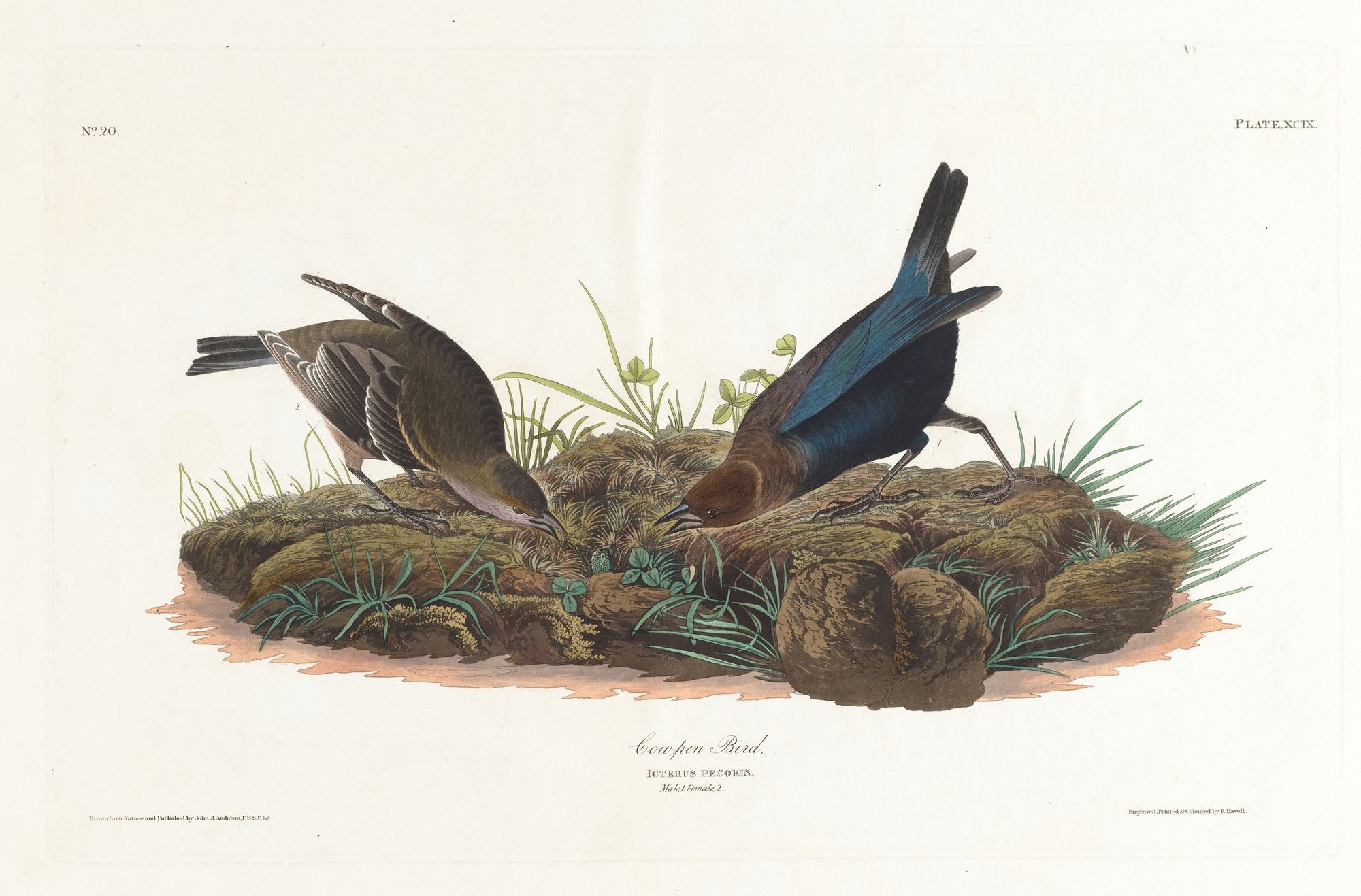 Cow-pen bird (1827–1838)