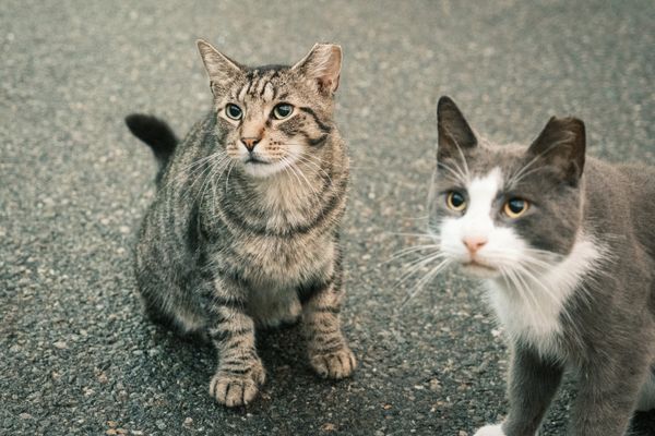 Cats