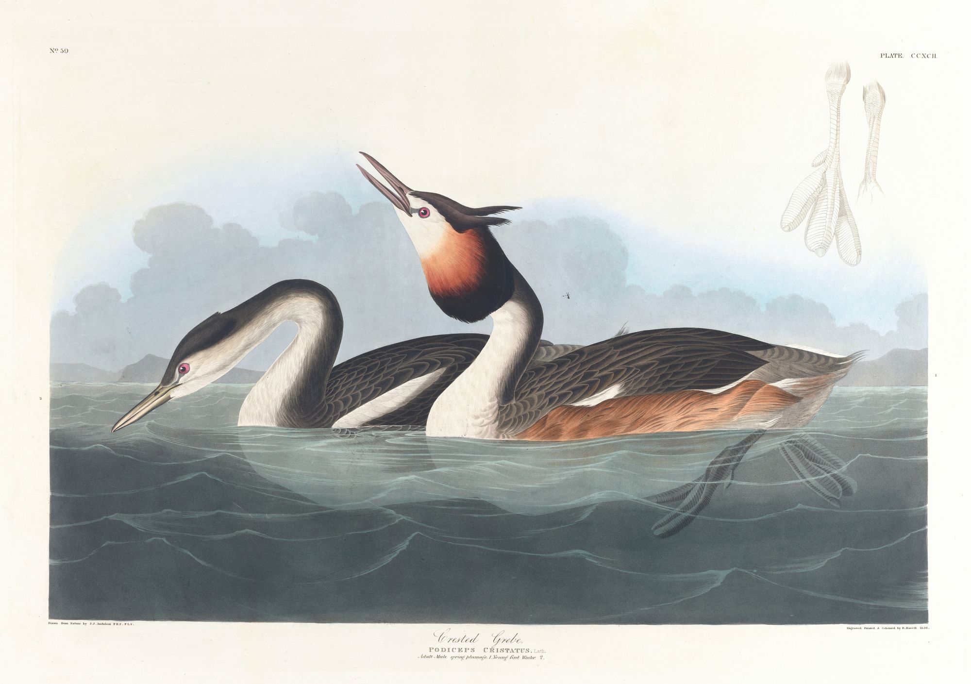 Crested grebe (1827–1838)