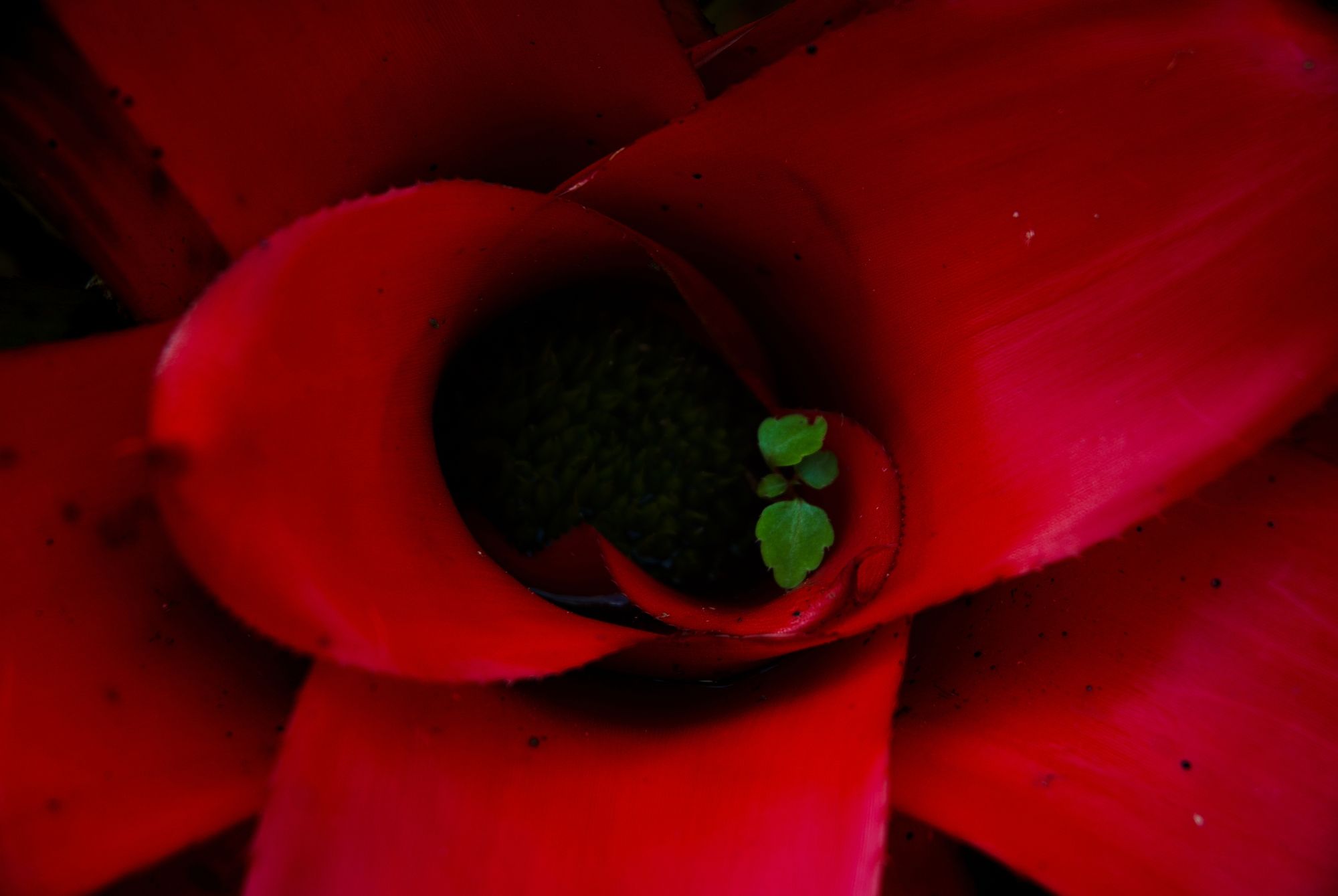 Crimson Embrace