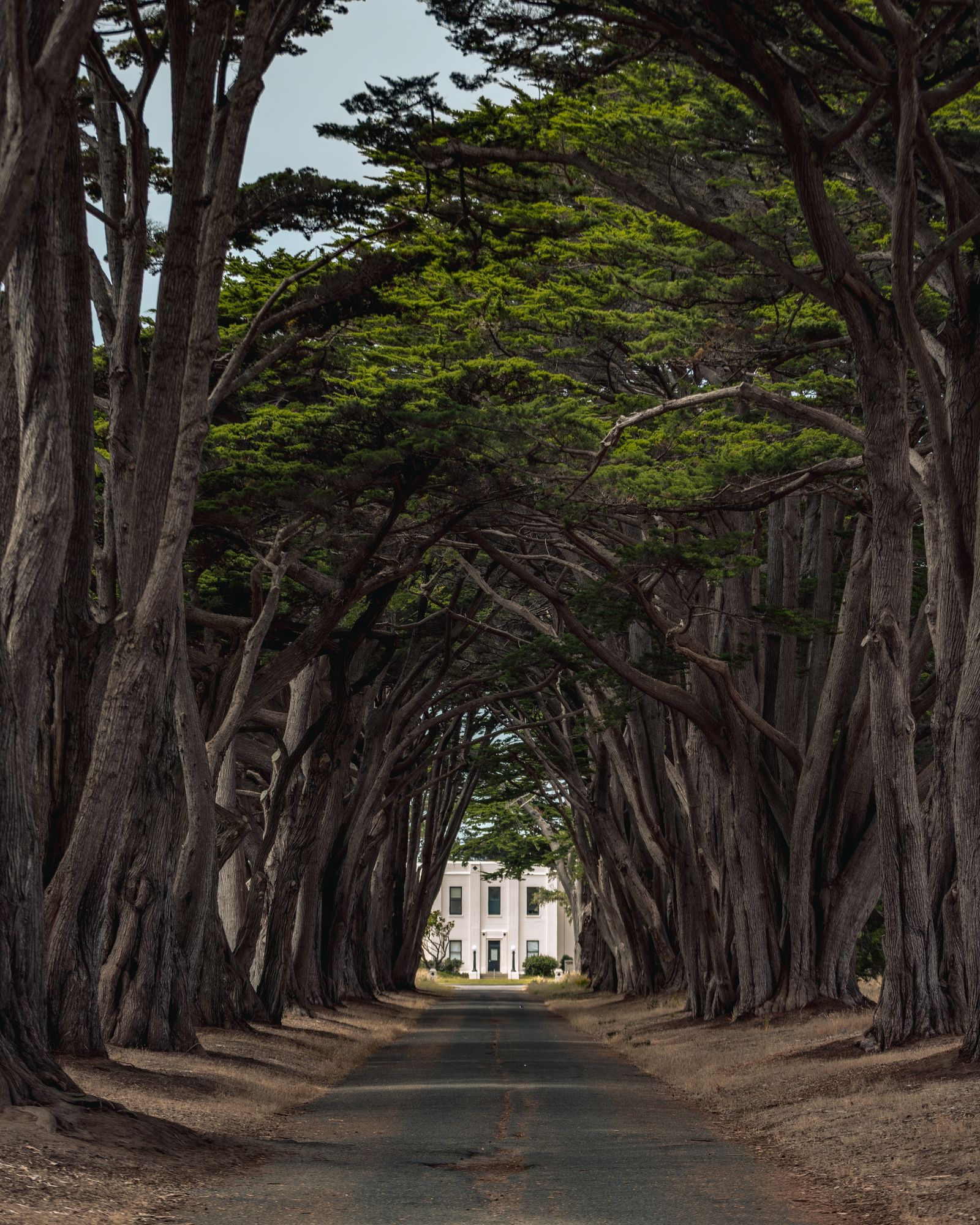 Cypress Tree Tunnel 01