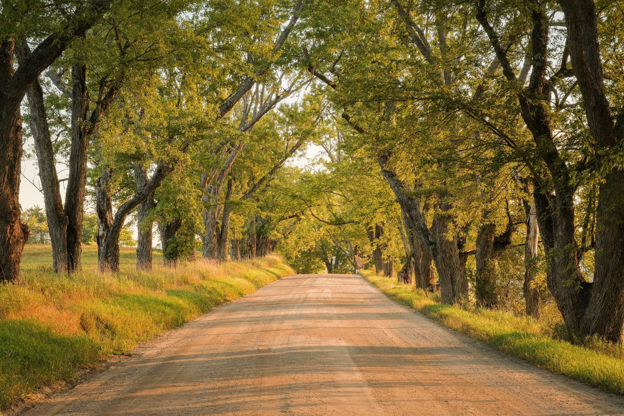 Darling Hill Tree Tunnel, Burke