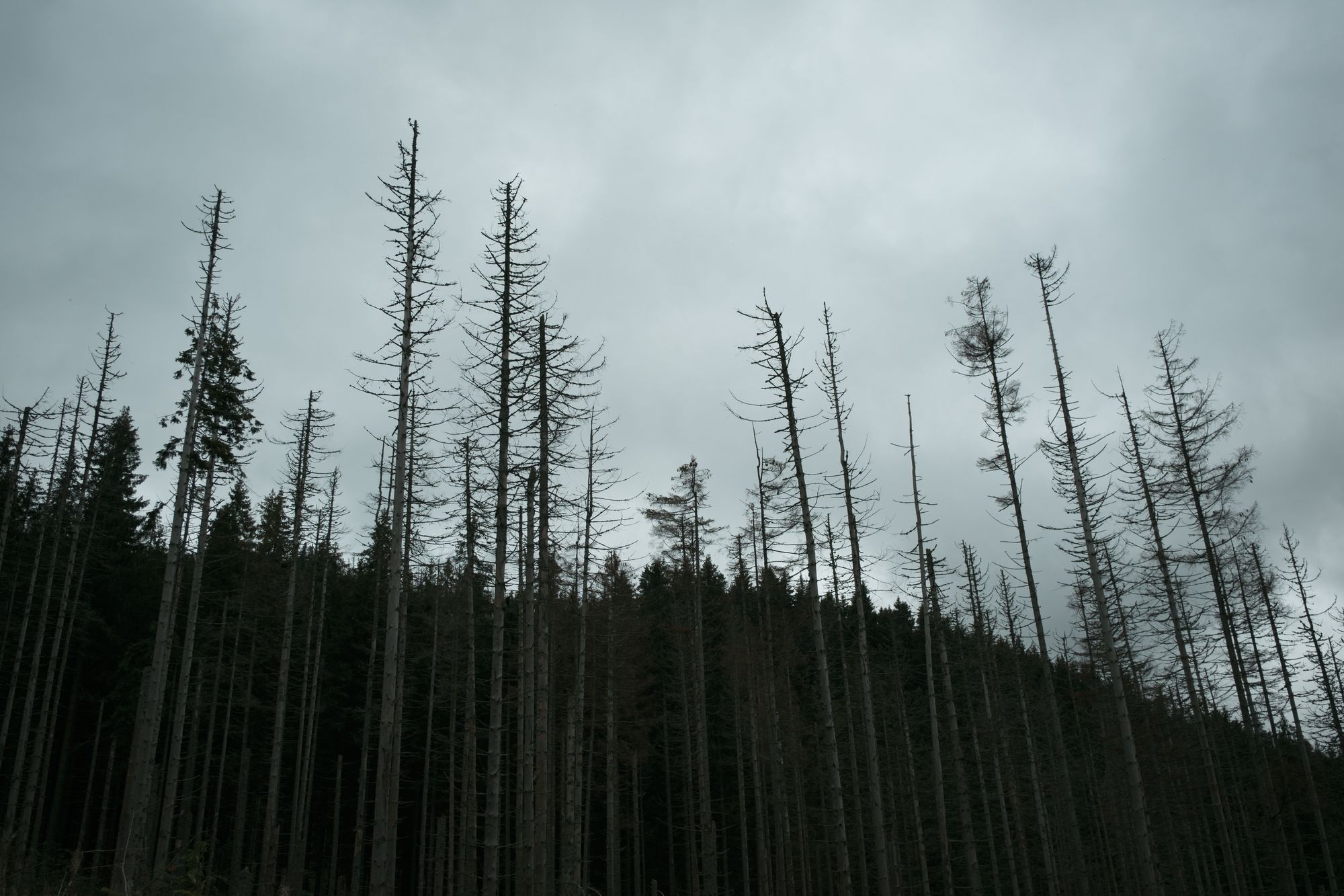 Dead Trees, Zakopane
