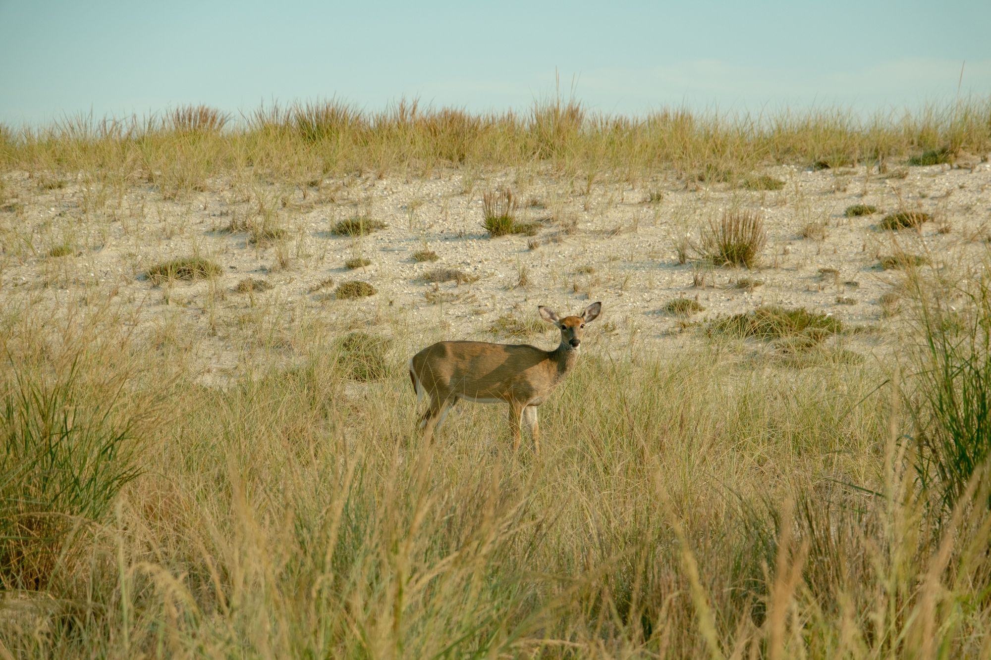 Deer on Fire Island 02