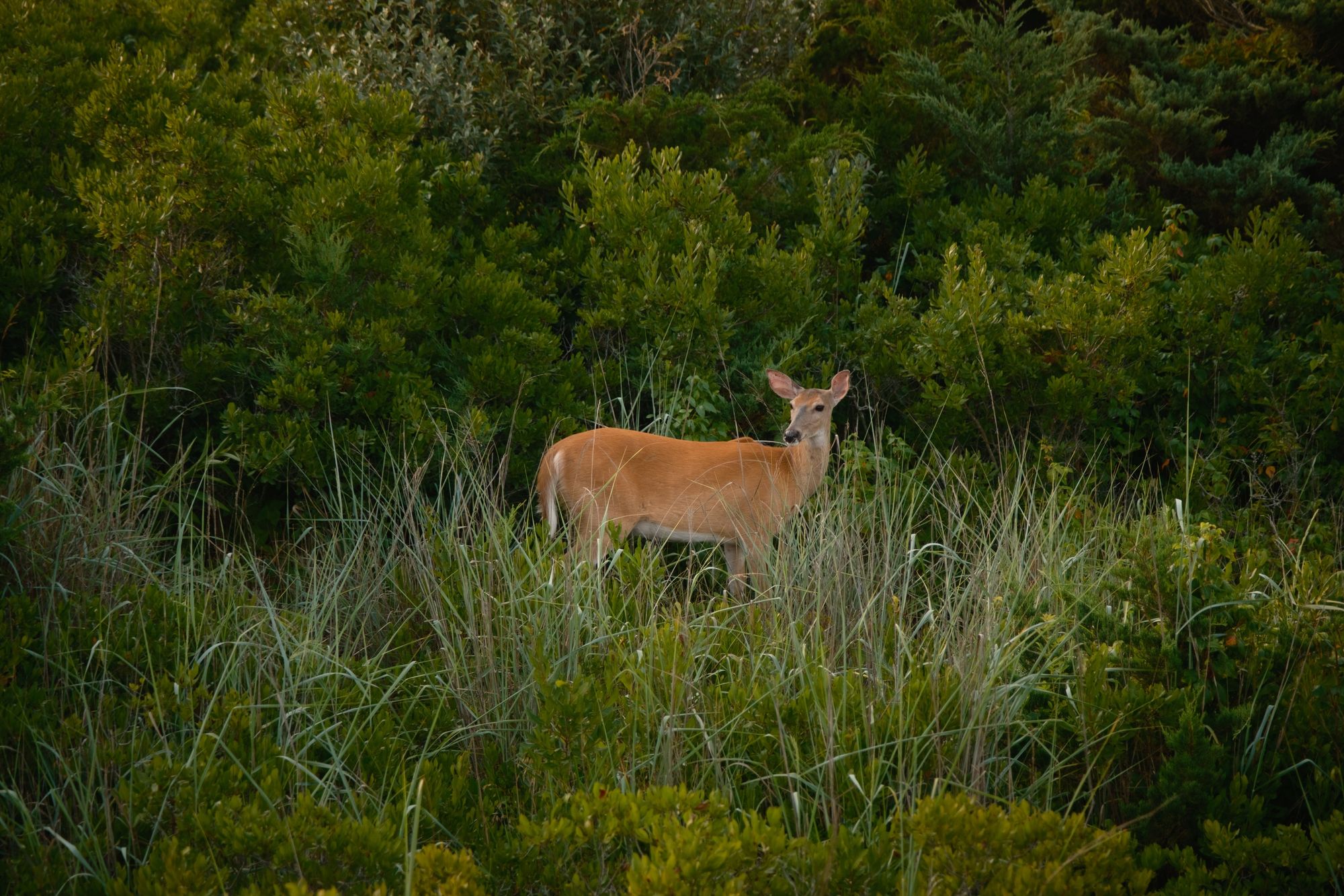 Deer on Fire Island 01