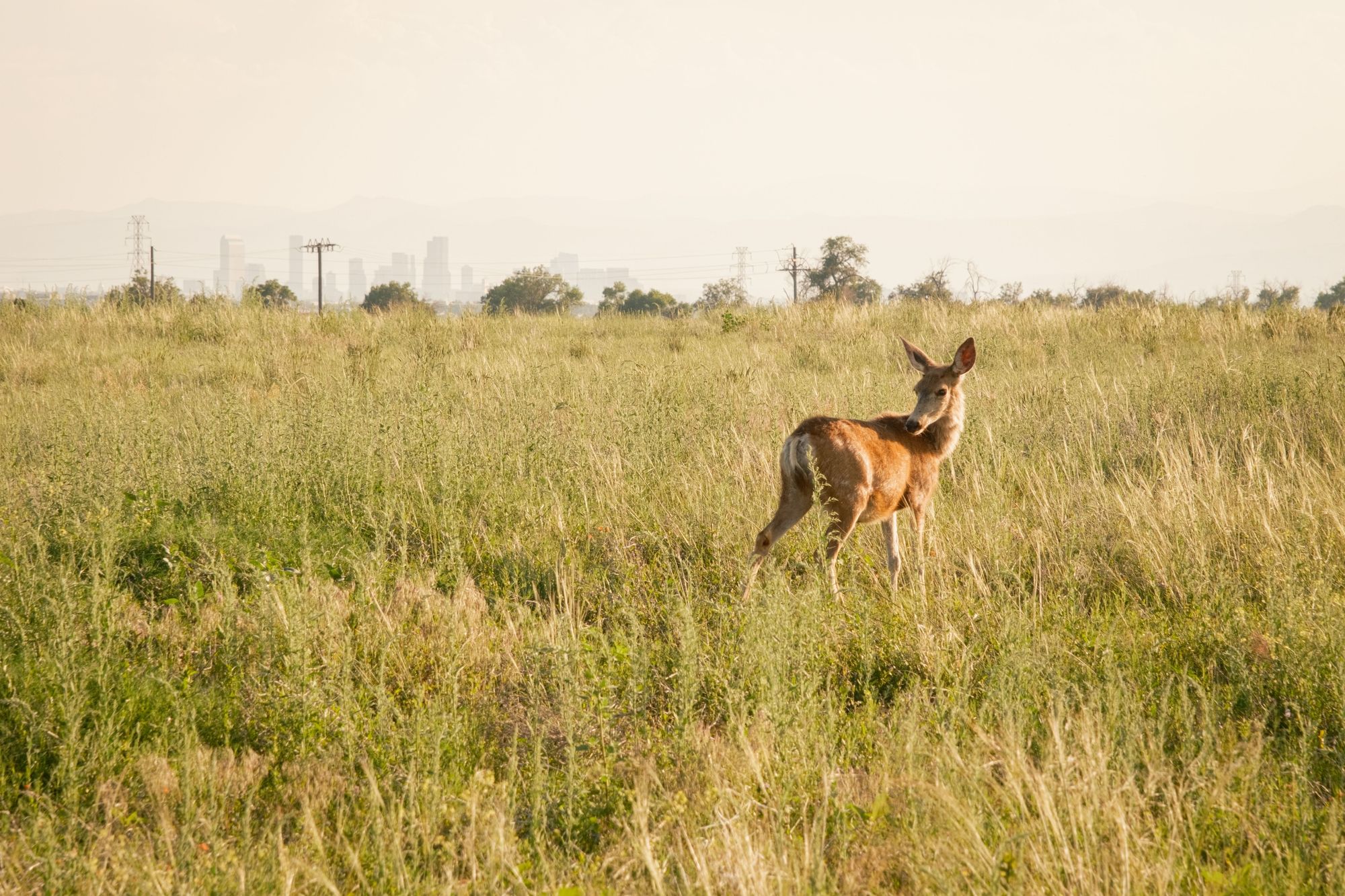 Deer at Rocky Mountain Arsenal 01