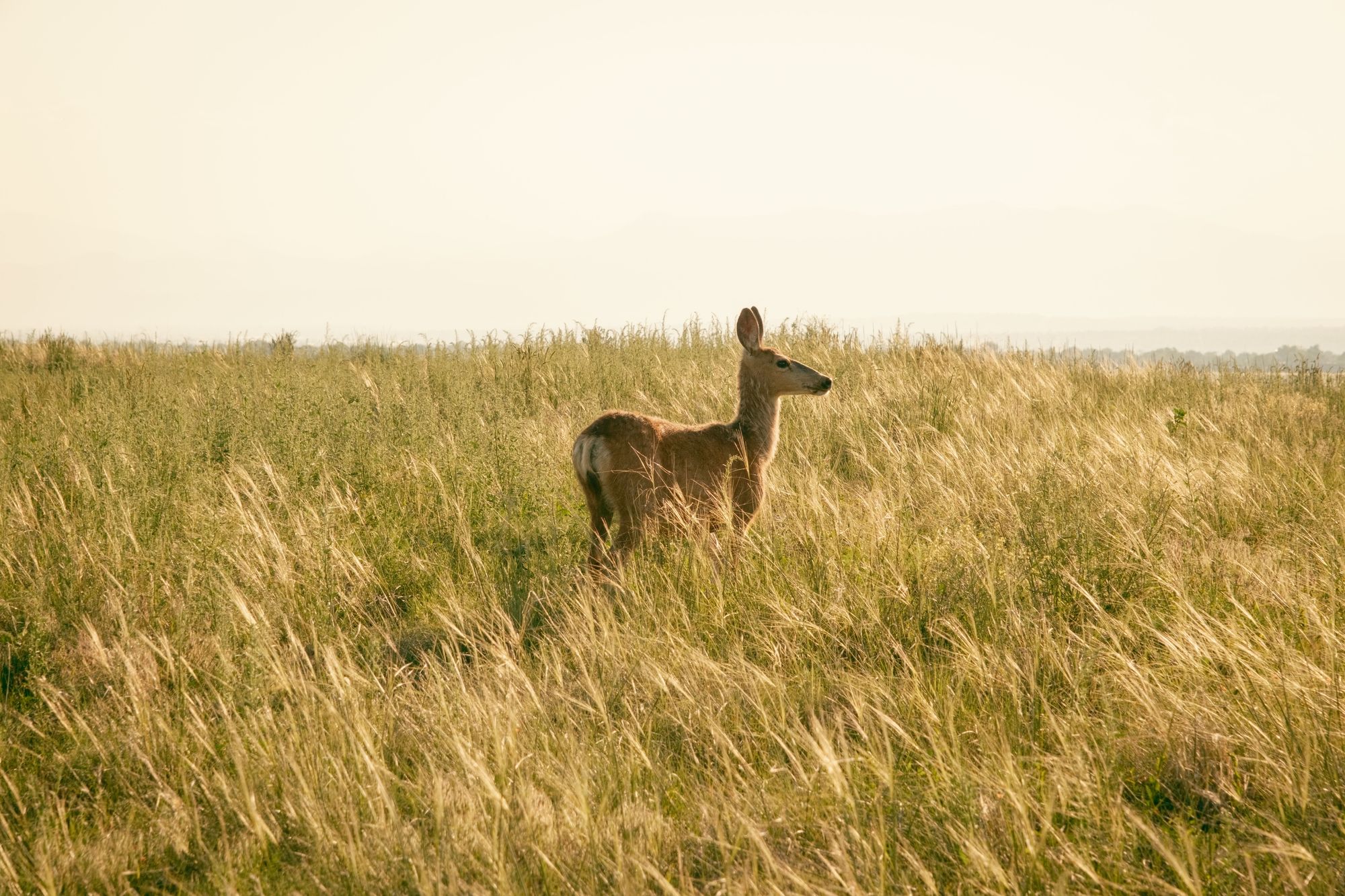 Deer at Rocky Mountain Arsenal 02