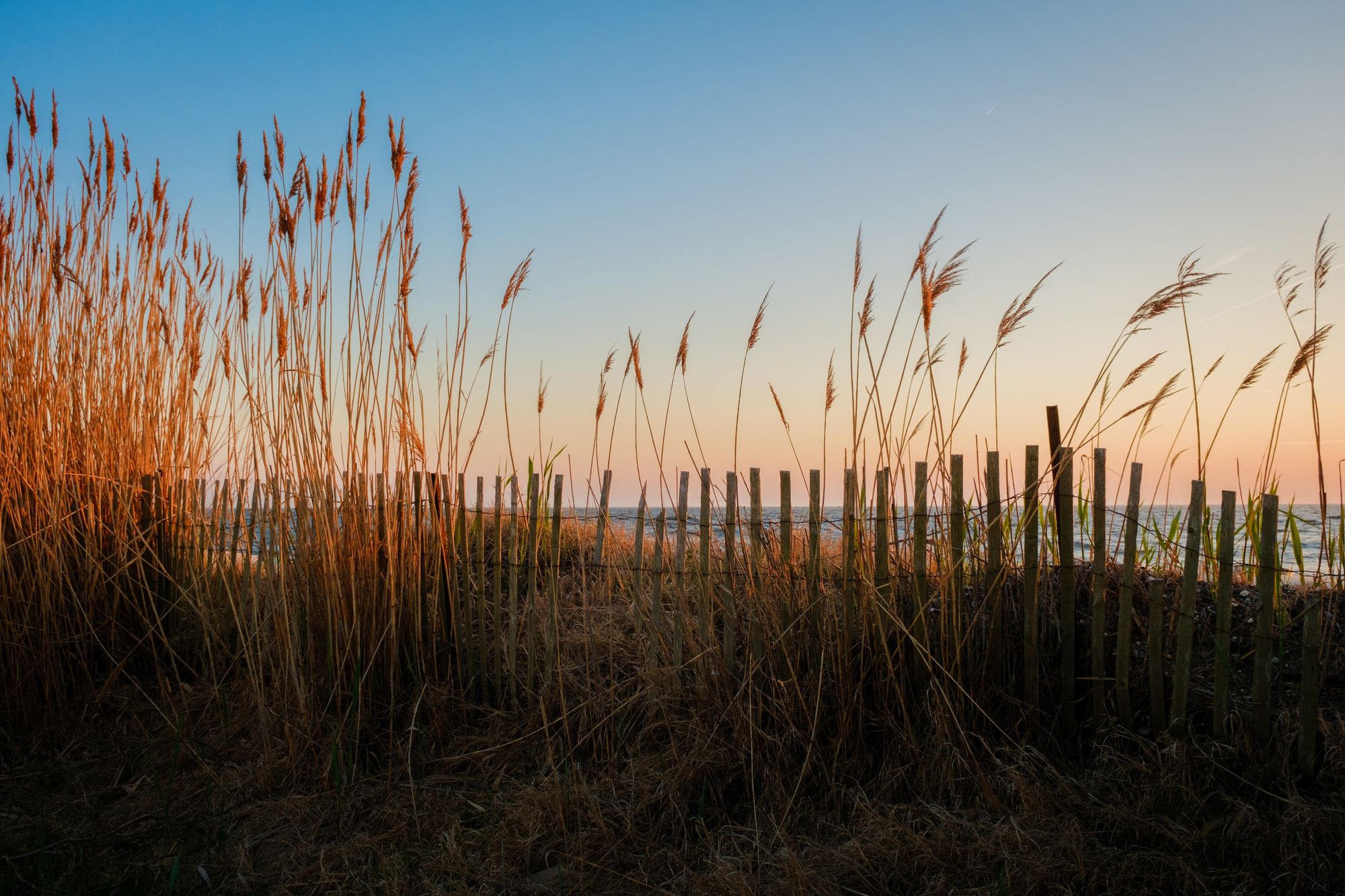 Delaware Bay Dunes