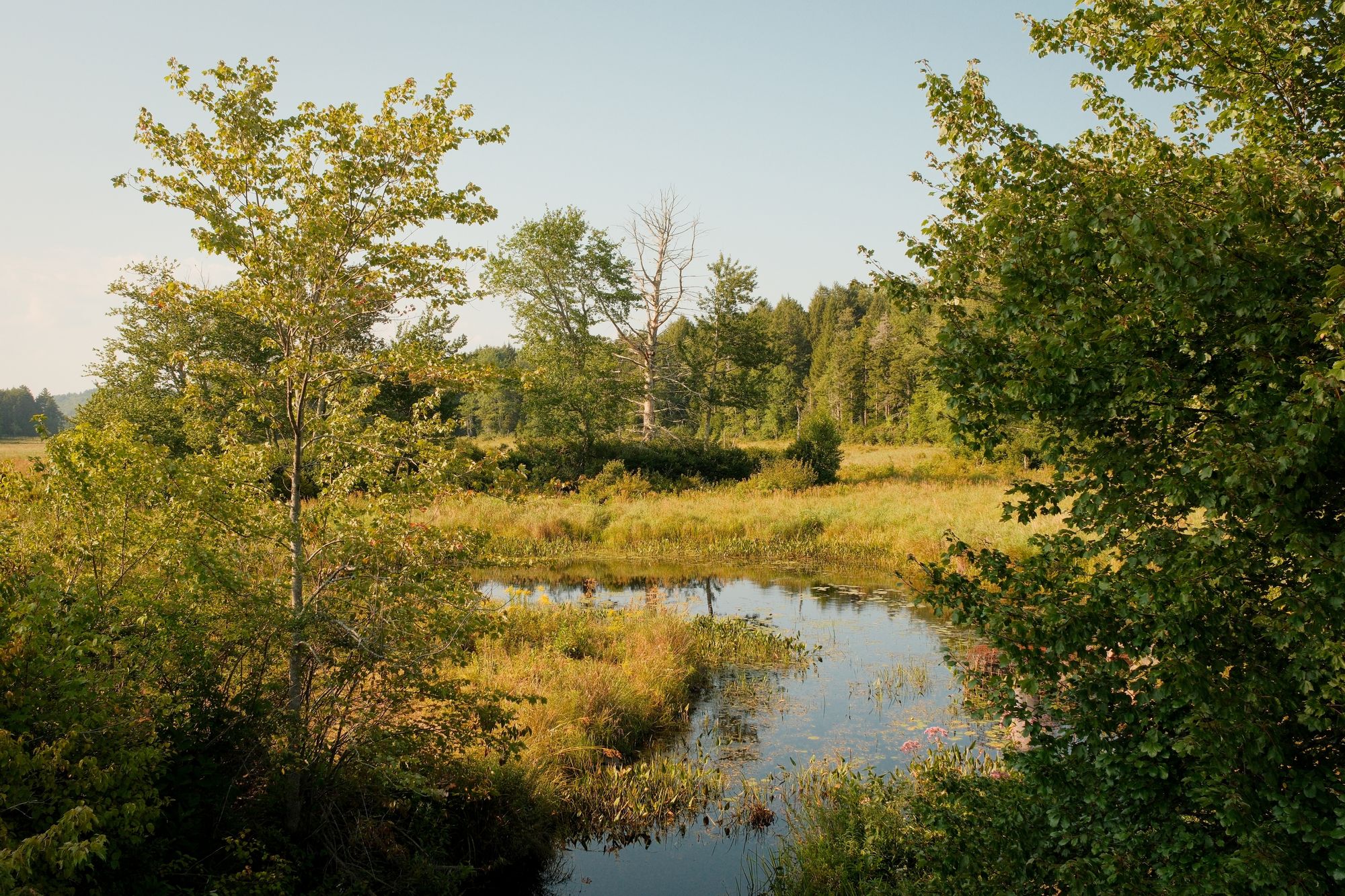 Dresser Brook, Williamsburg