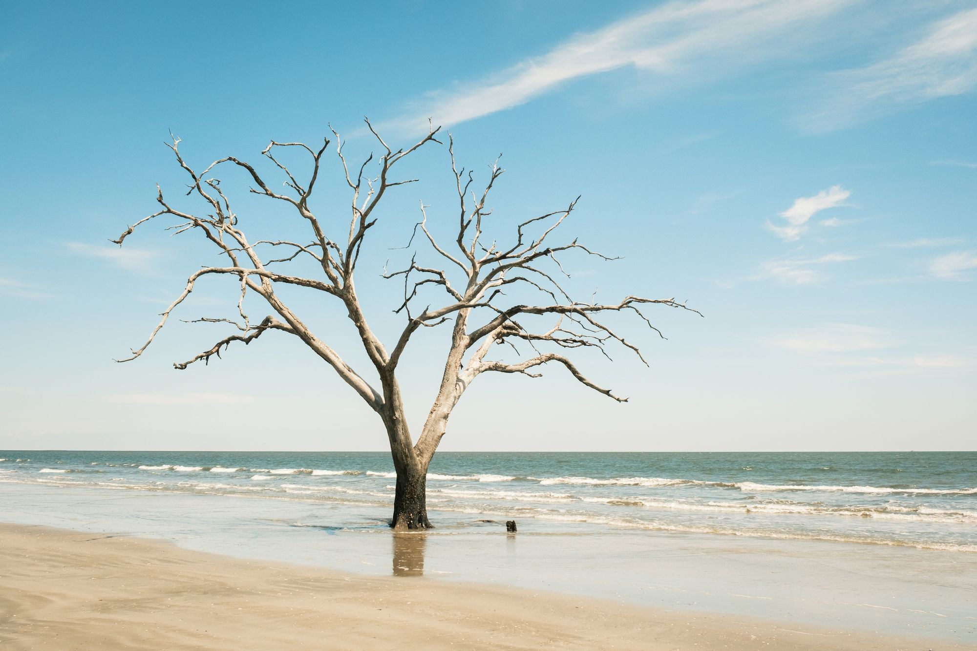 Driftwood Beach, Edisto Island