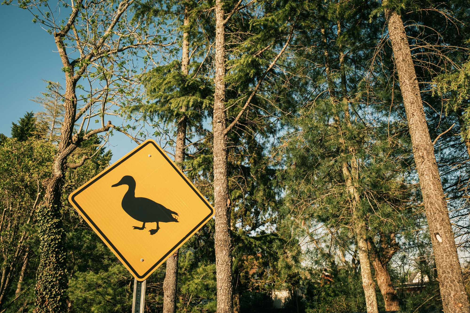 Duck Sign in Mays Landing