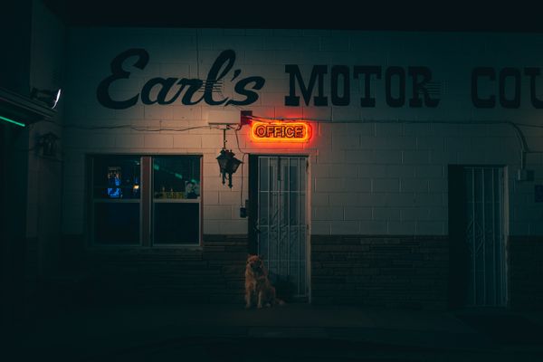 Dogs
