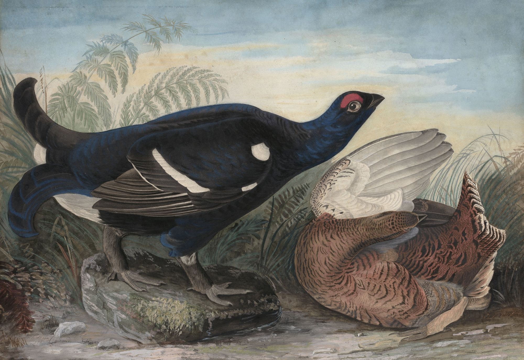 English Black Cocks (1828)