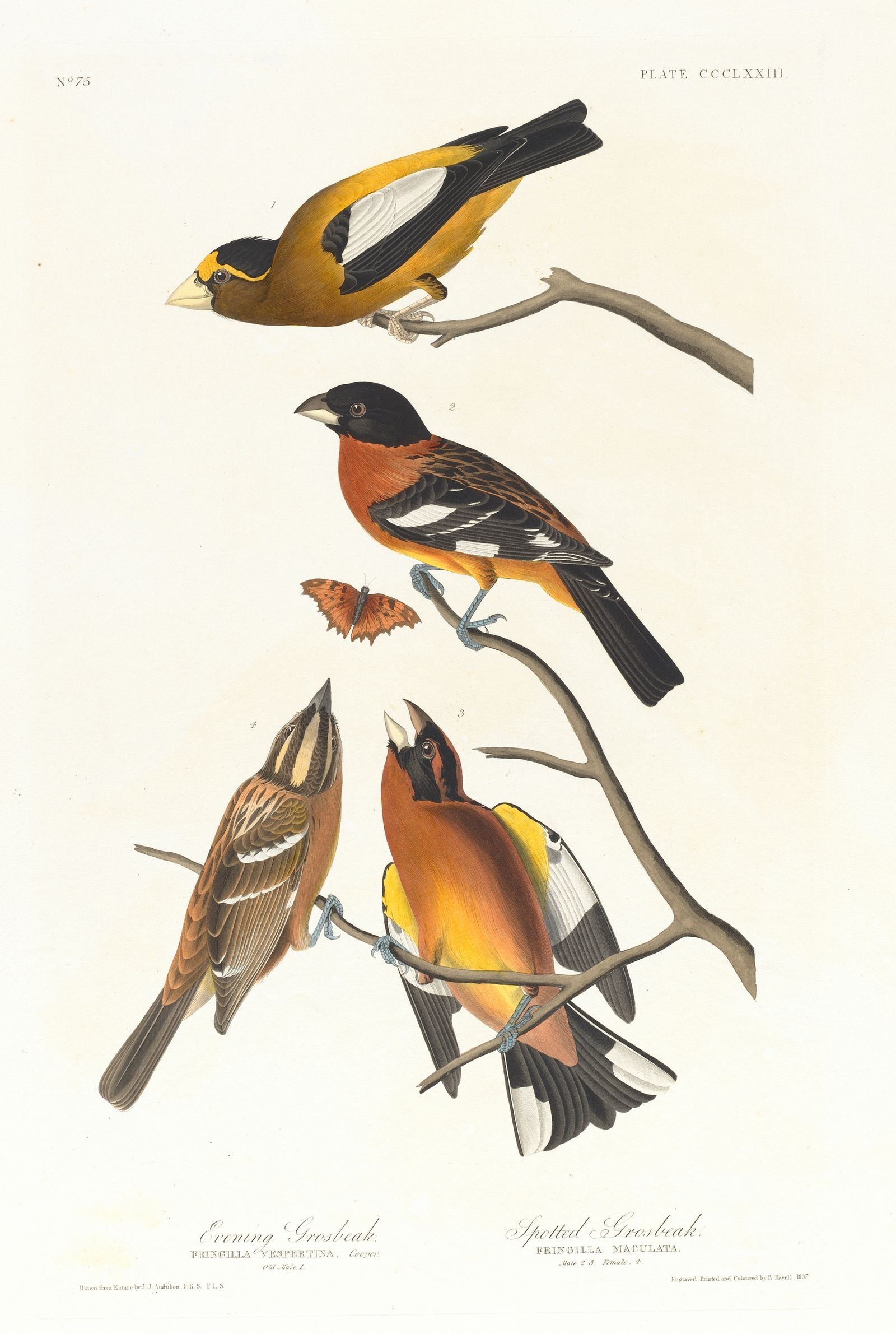 Evening grosbeak. Spotted grosbeak (1827–1838)
