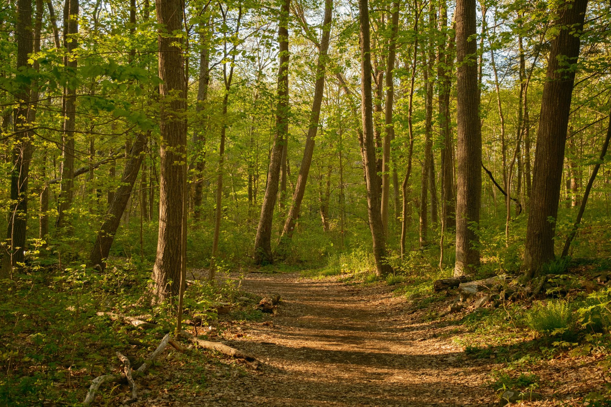Ferncliff Forest, Rhinebeck 02