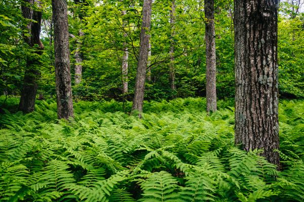 Ferns
