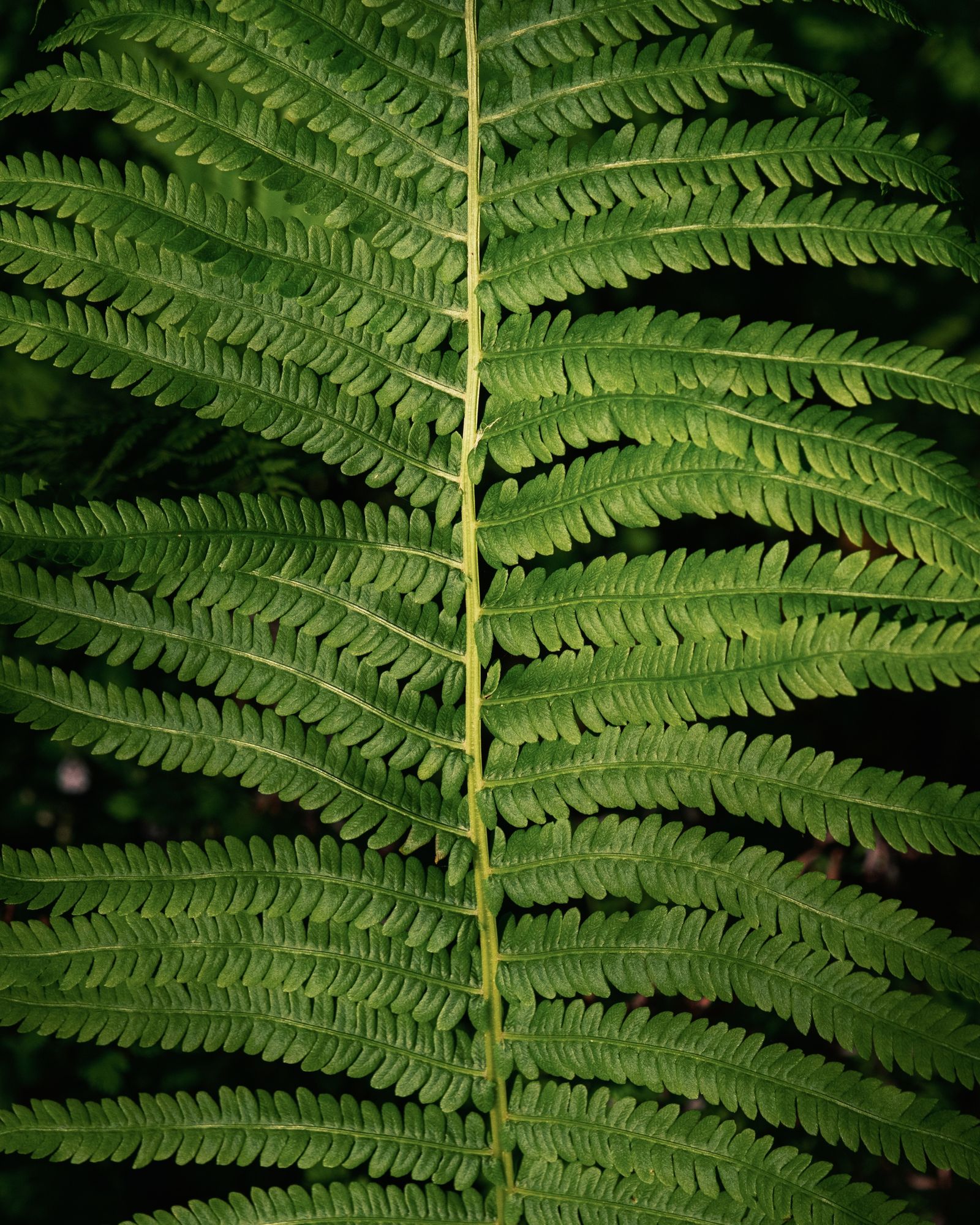 Ferns at Arcadia, Easthampton 01