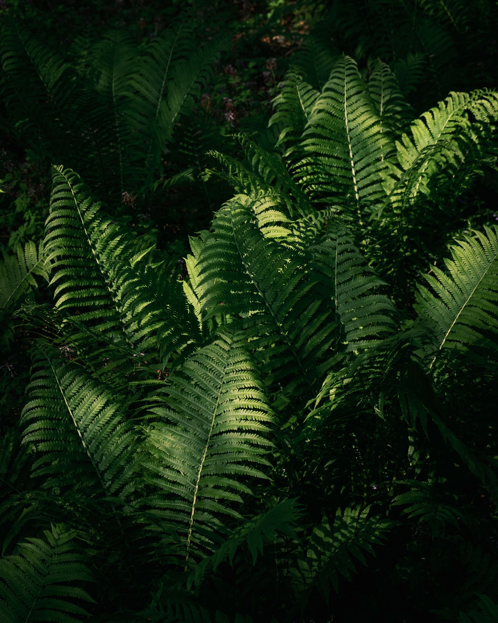 Ferns at Arcadia, Easthampton 02