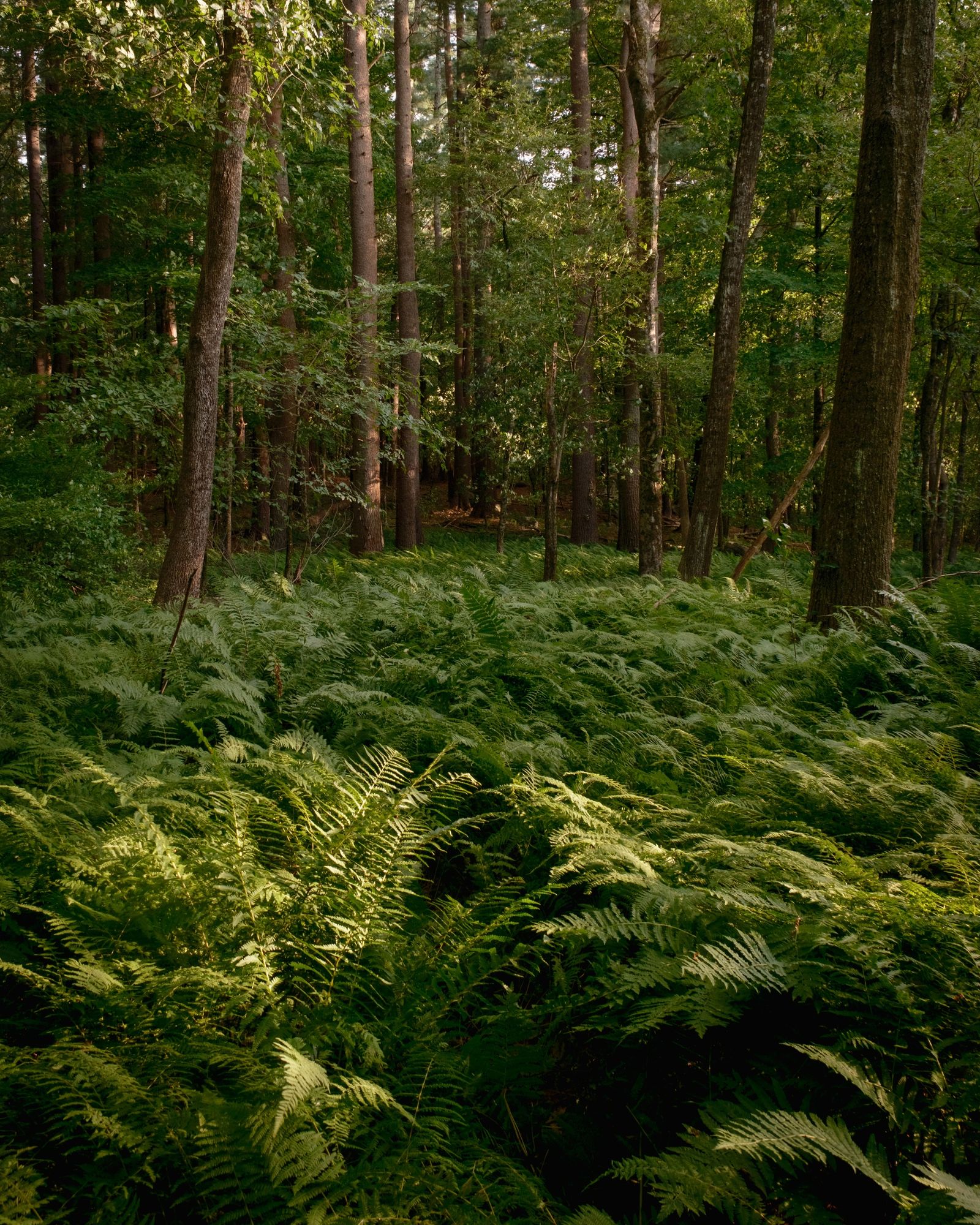 Ferns at Sudbury Reservoir