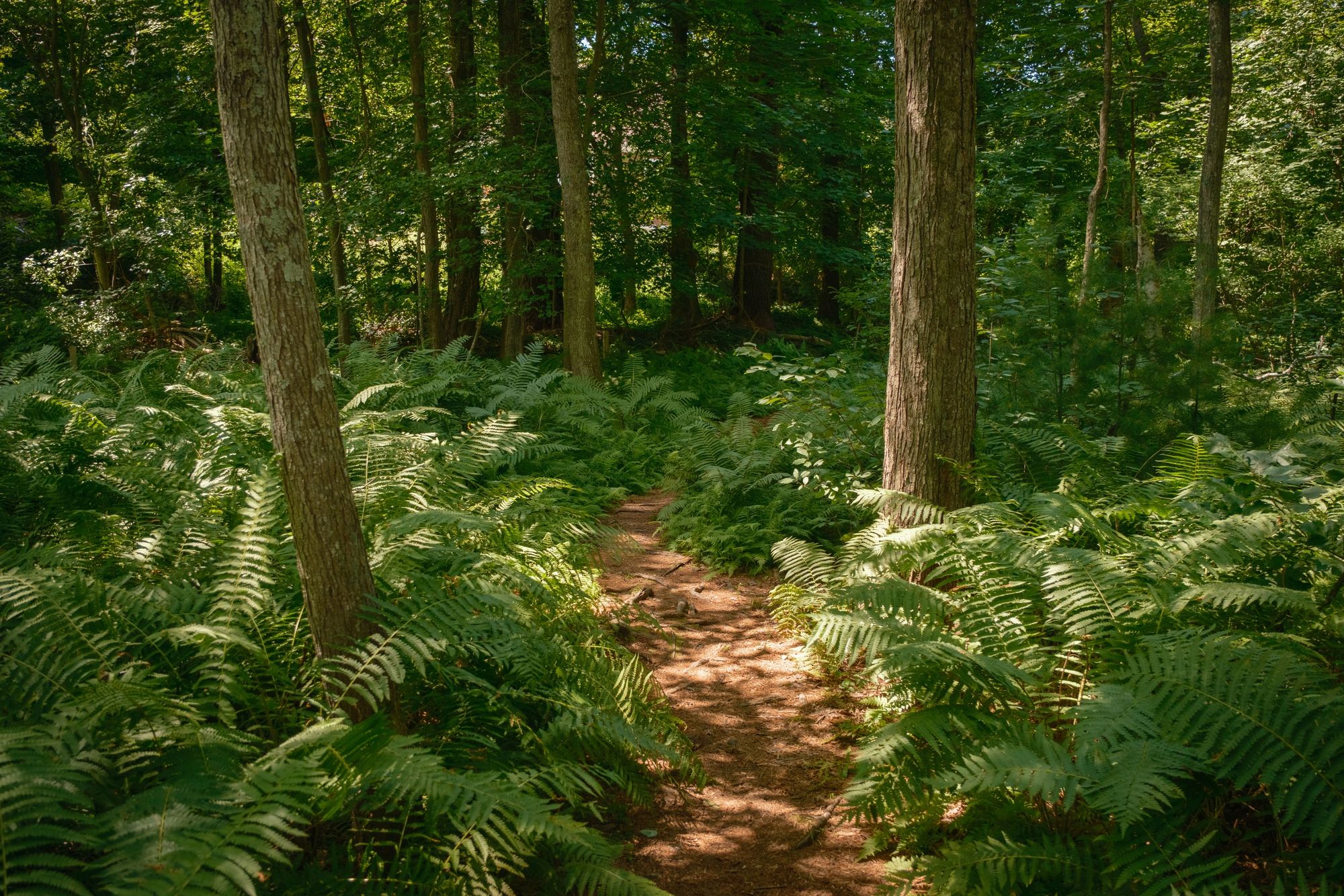 Ferns on Partridge Island Trail, Lynnfield 01