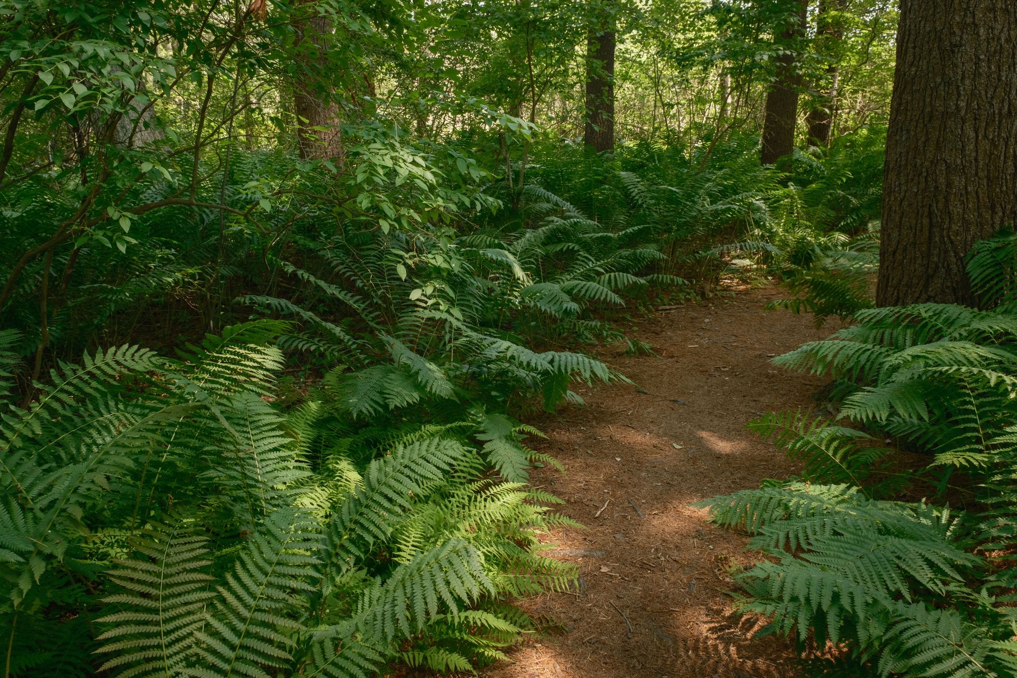 Ferns on Partridge Island Trail, Lynnfield 02