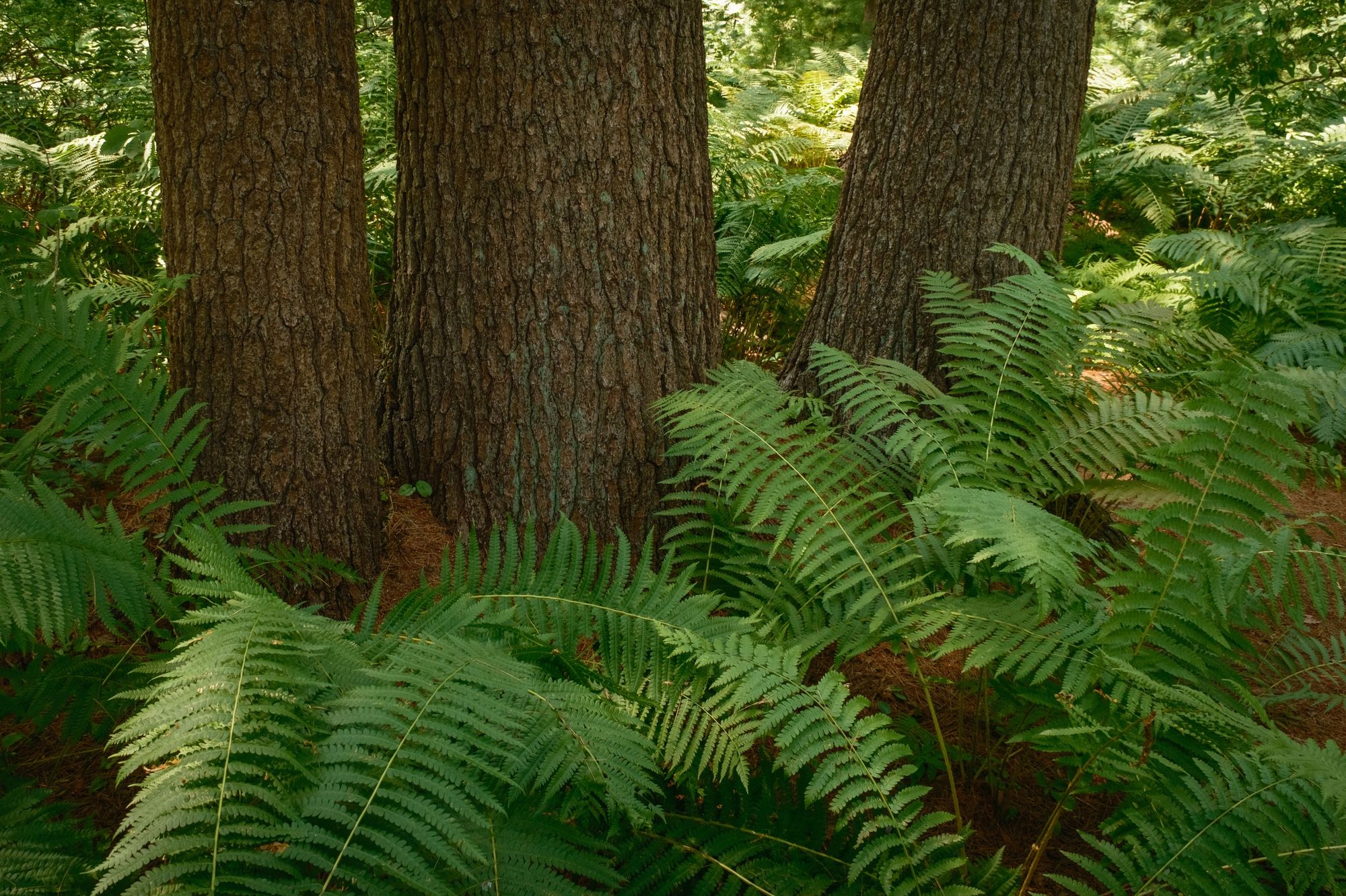 Ferns on Partridge Island Trail, Lynnfield 03