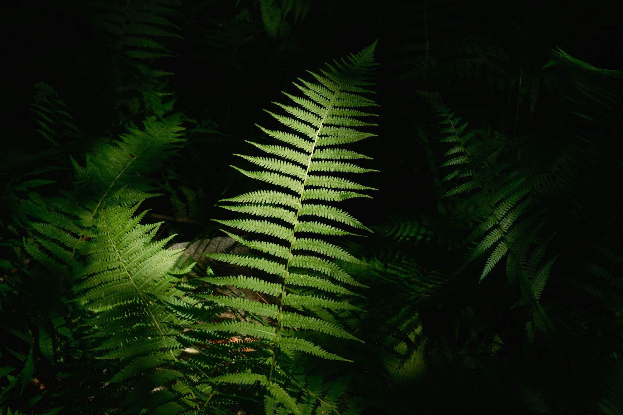 Ferns on Partridge Island Trail, Lynnfield 04