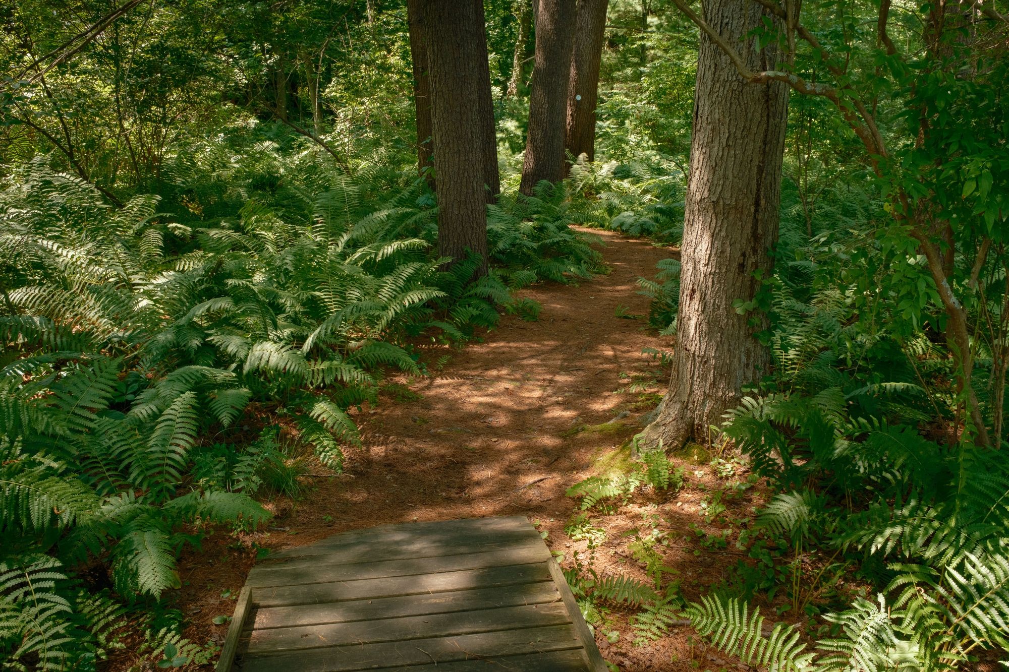Ferns on Partridge Island Trail, Lynnfield 05