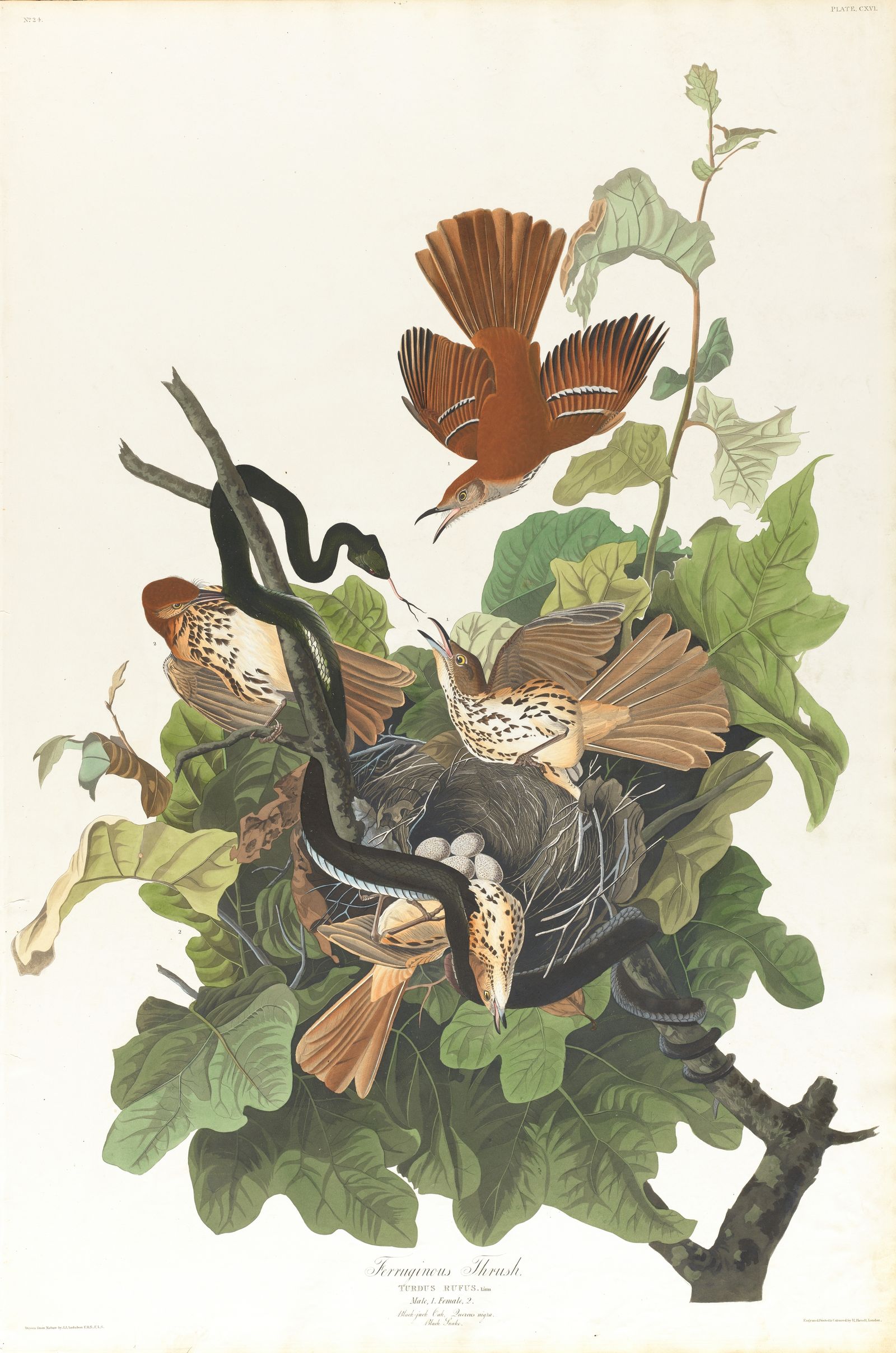 Ferruginous thrush (1827–1838)