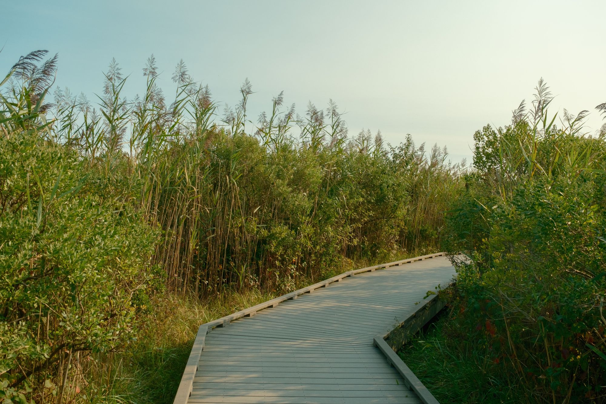Fire Island Boardwalk 06