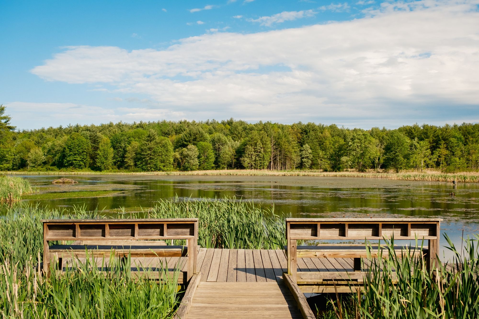Fitzgerald Lake, Northampton 01