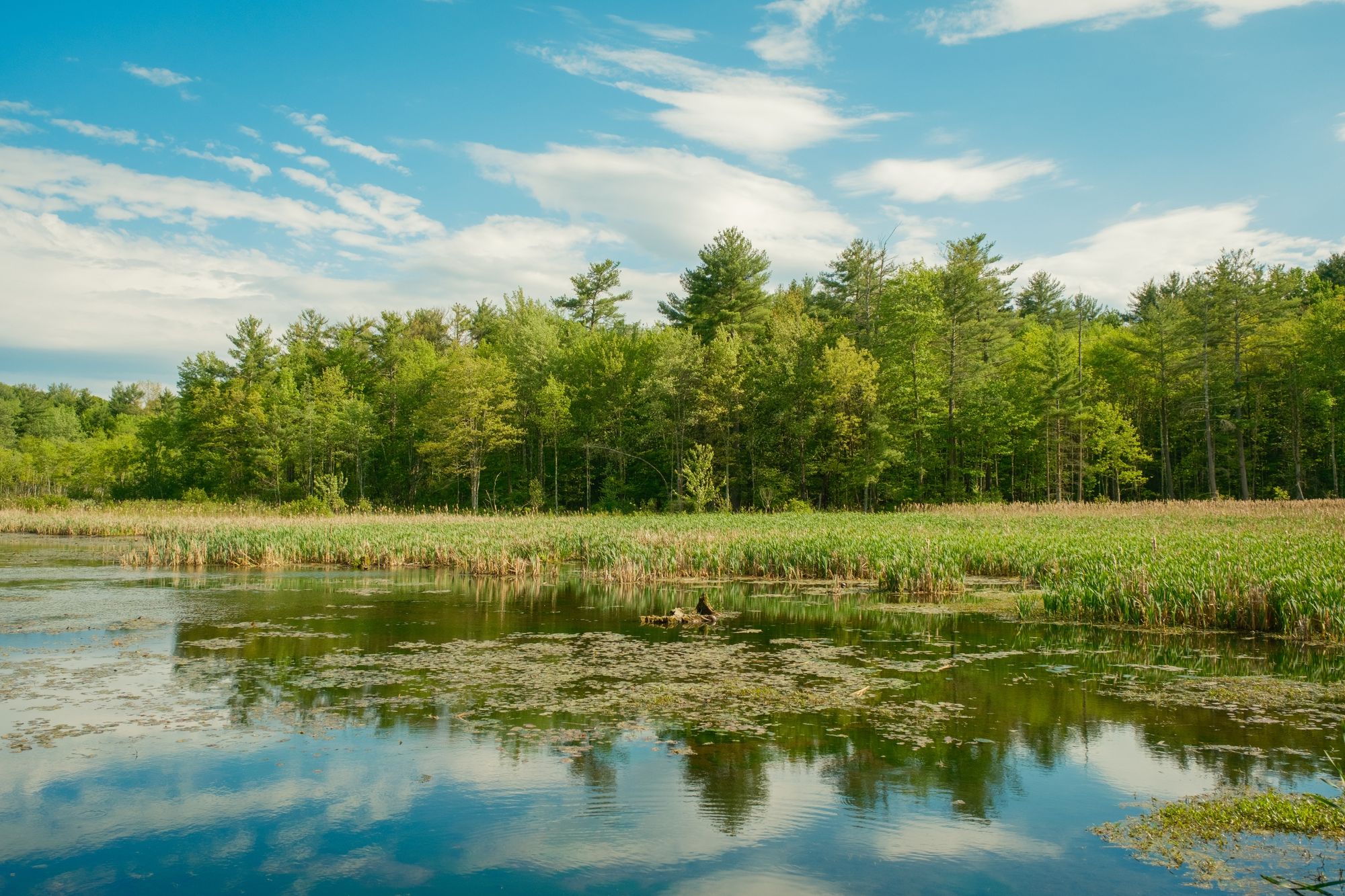 Fitzgerald Lake, Northampton 02