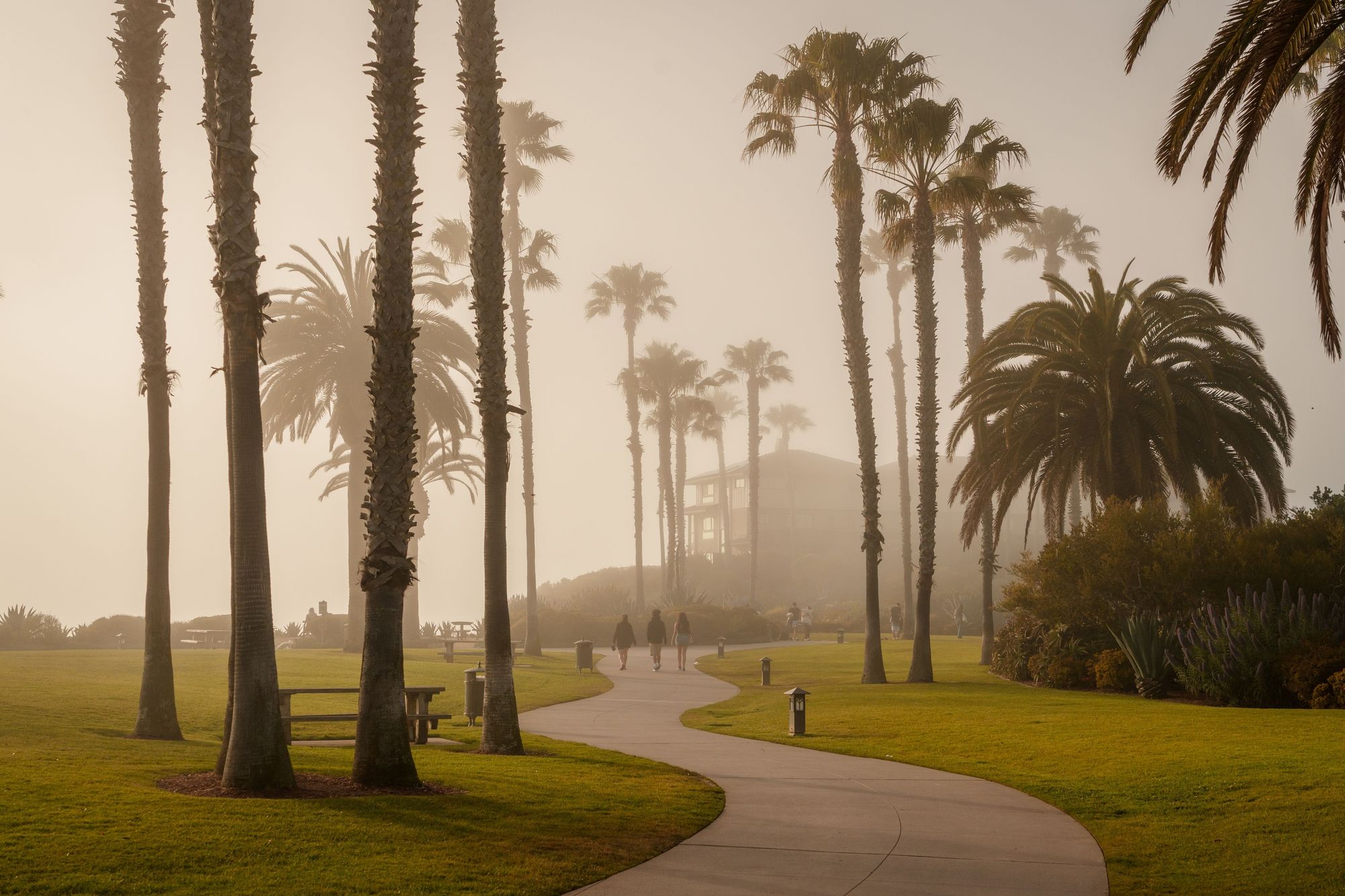 Fog at Treasure Island Park, Laguna Beach