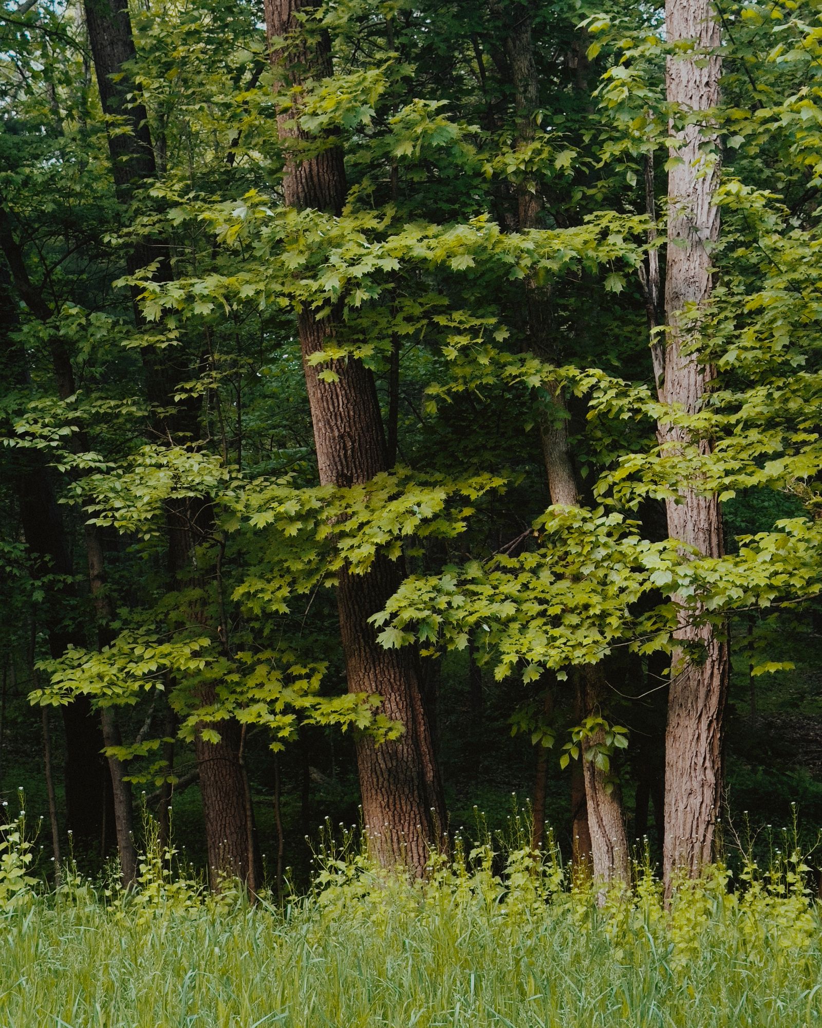 Forest, Elizaville