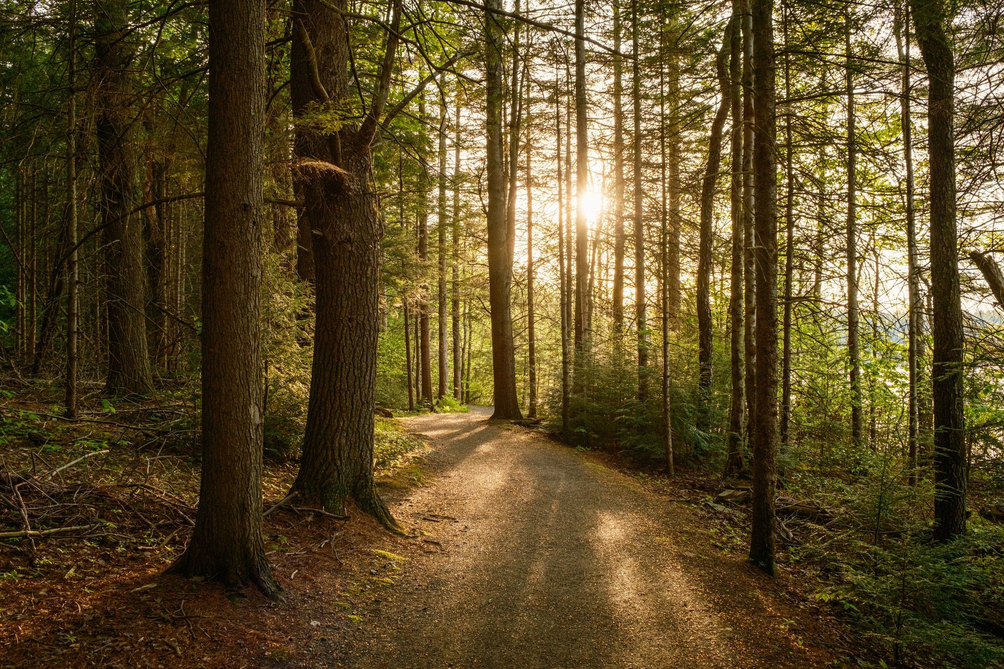 Forest Walk 02